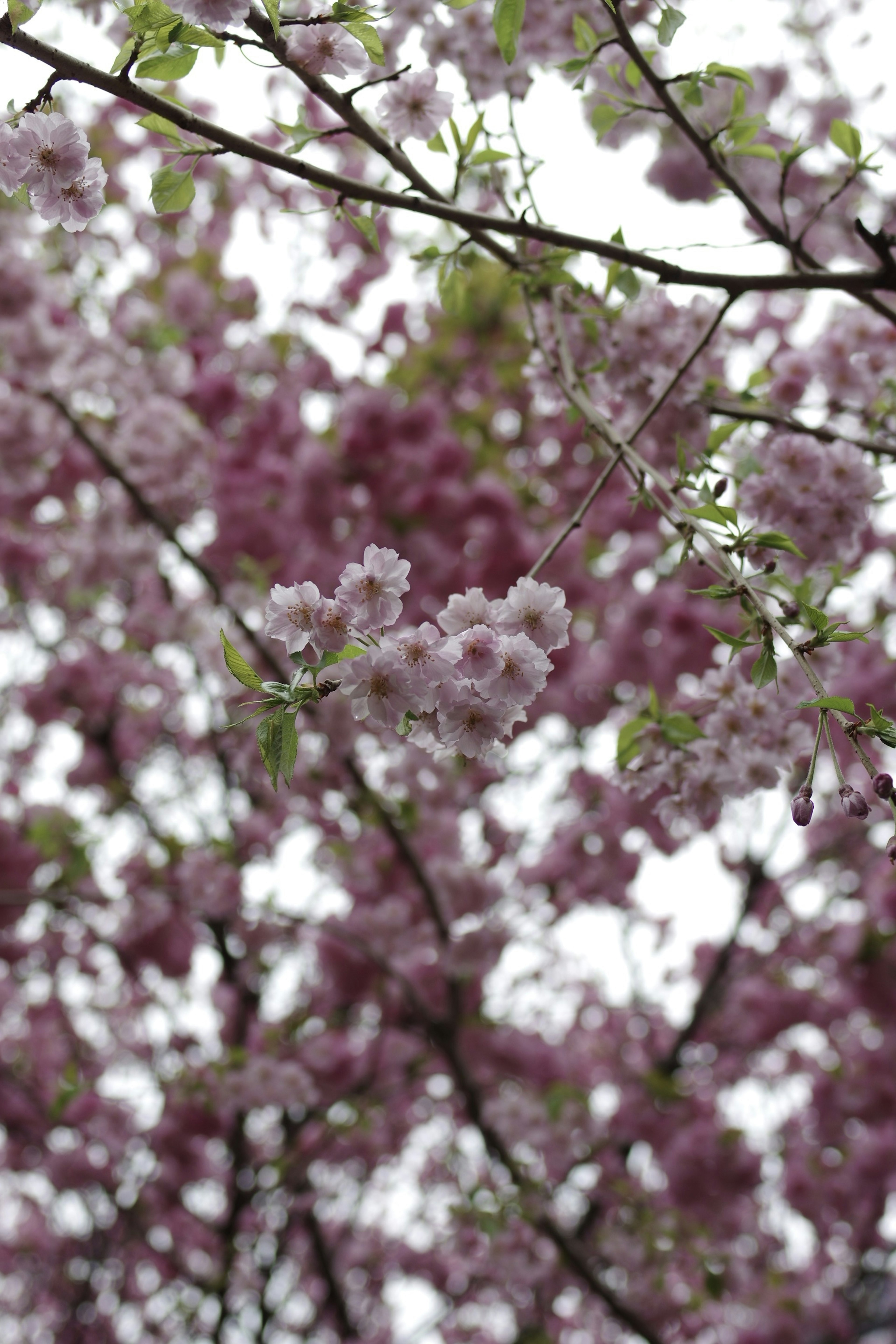 薄いピンクの桜の花が咲いている枝のクローズアップ