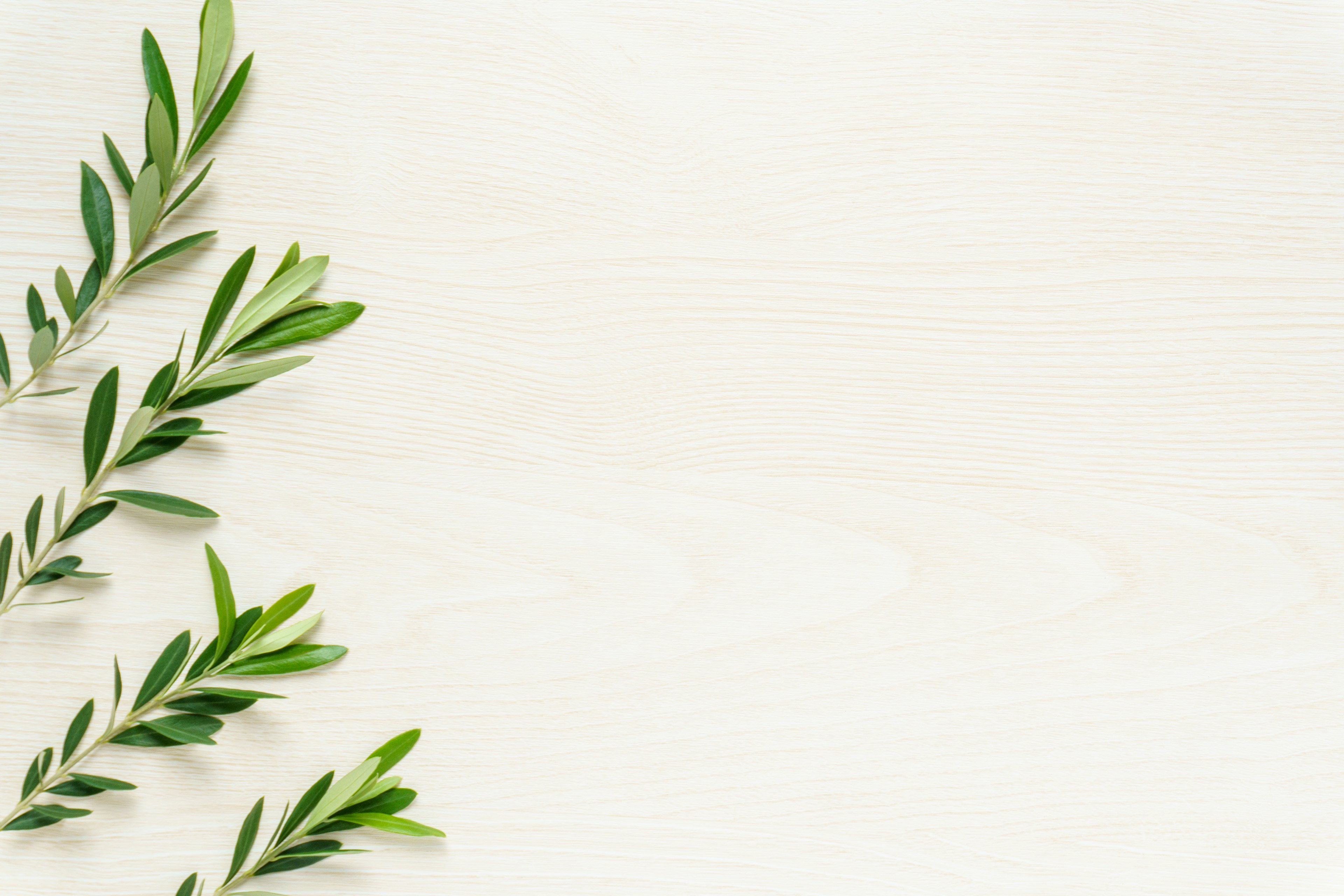 Olive leaves arranged on a white background