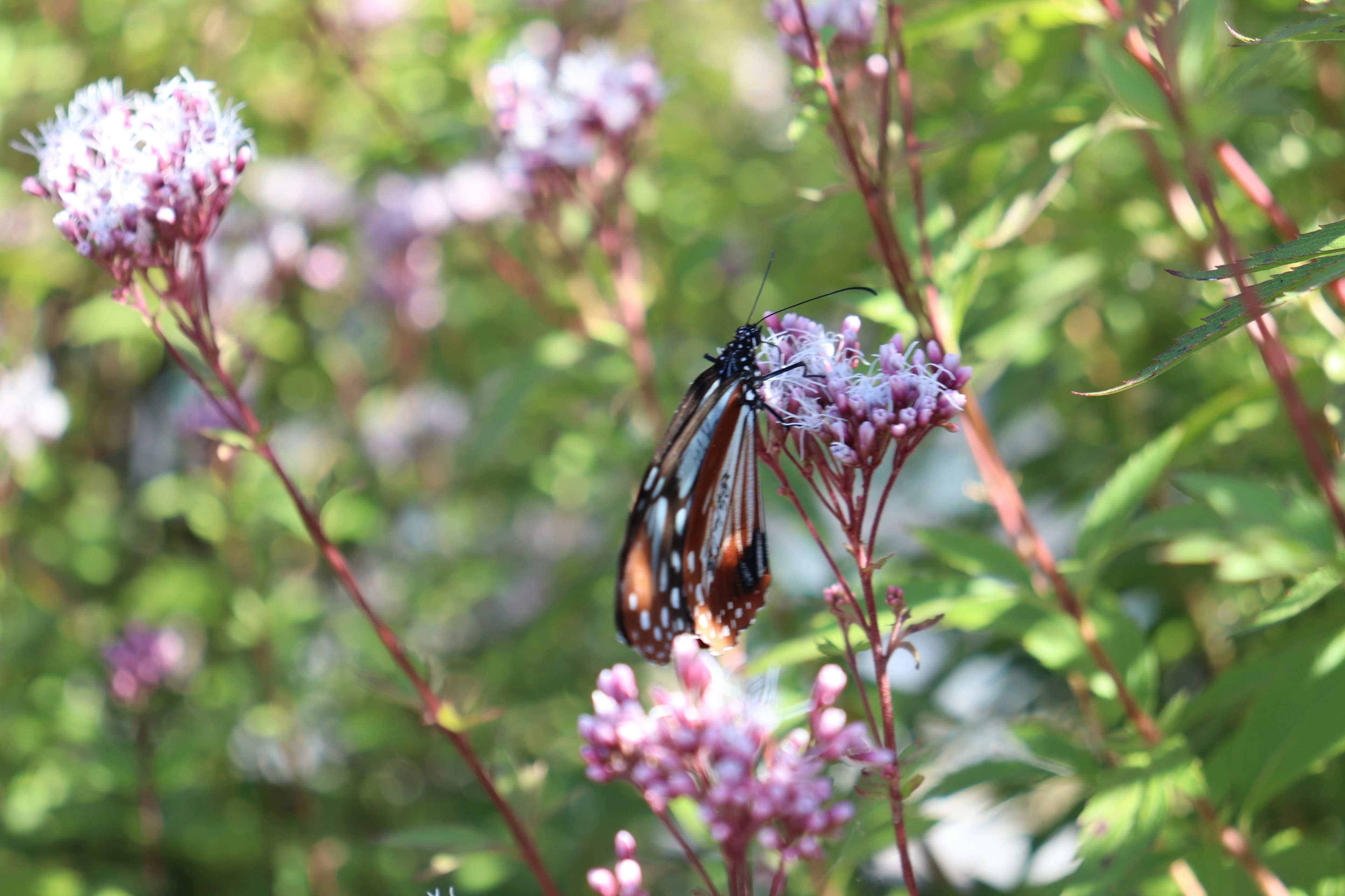 Primer plano de una mariposa posada sobre flores vibrantes