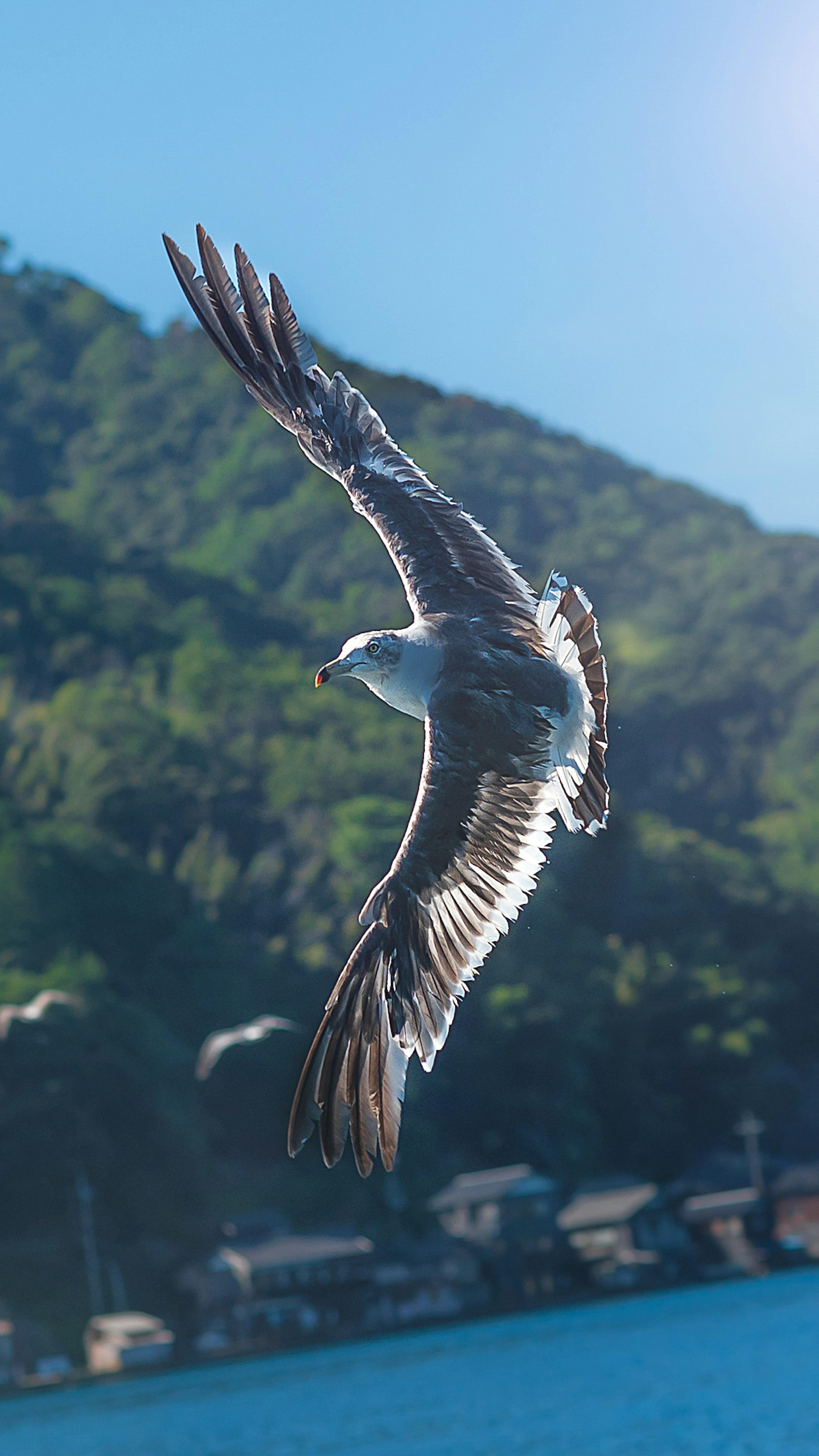 Burung camar terbang di latar belakang langit biru dengan sayap terbentang