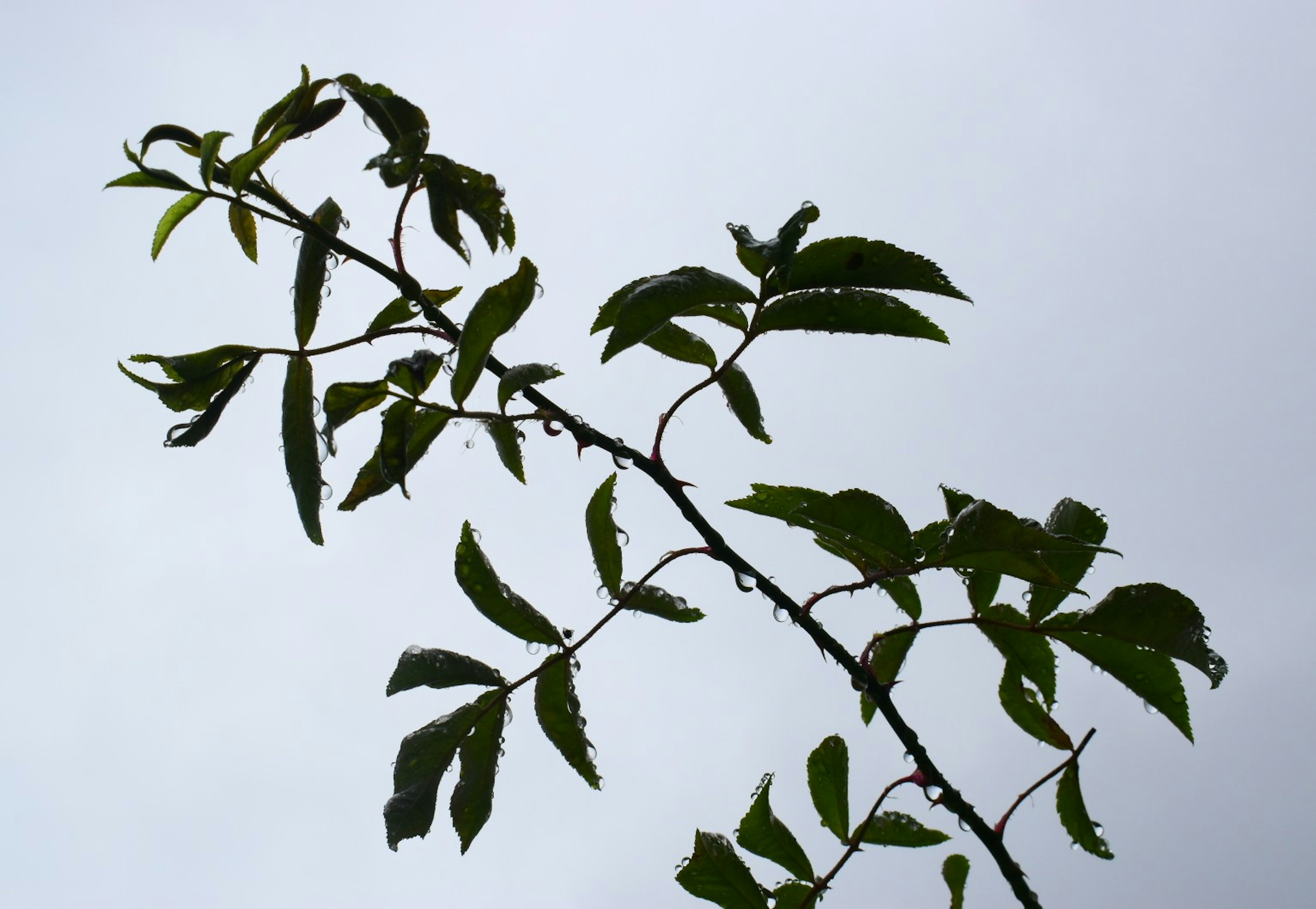 A slender branch with green leaves extending towards the sky