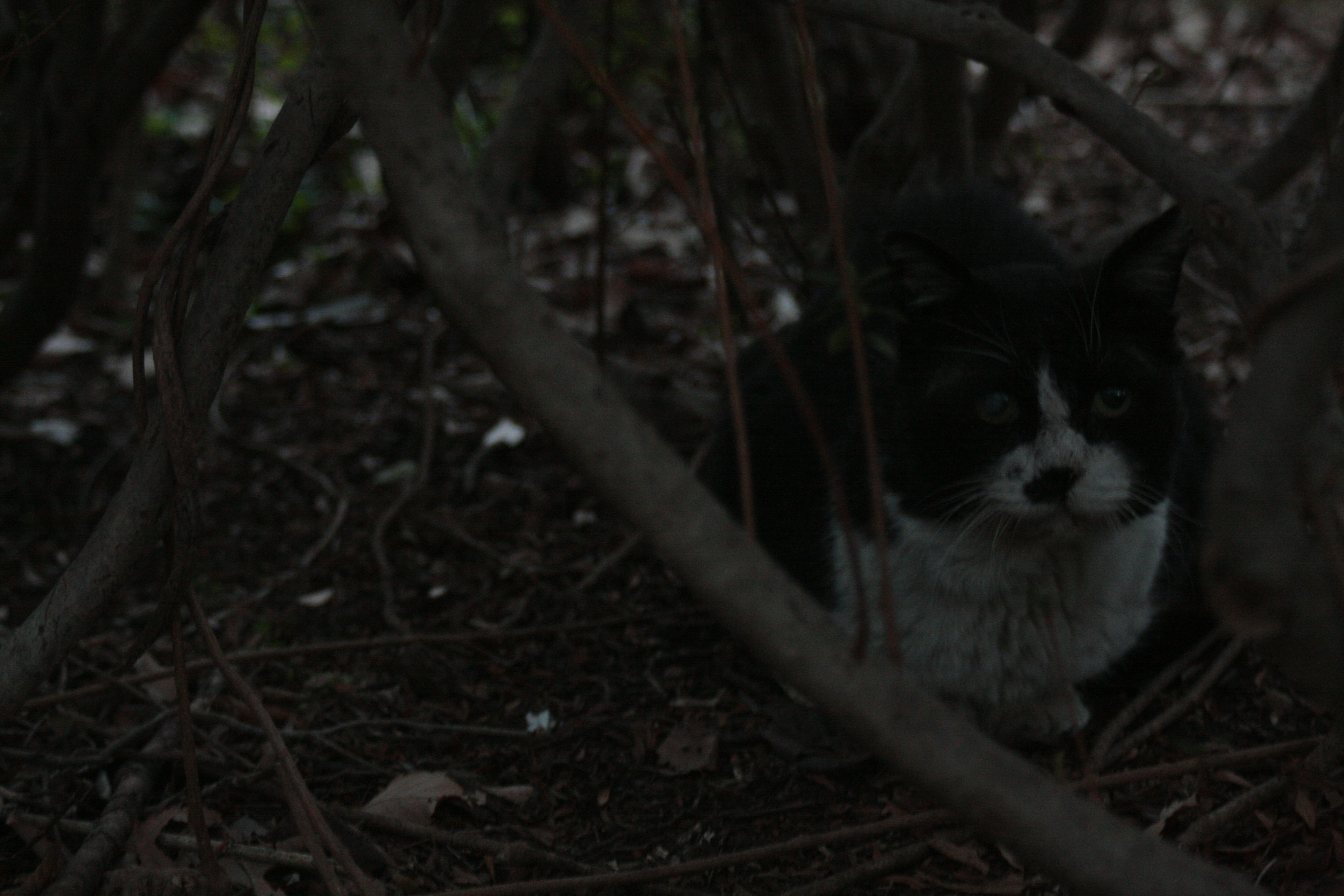 Kucing hitam dan putih bersembunyi di area gelap