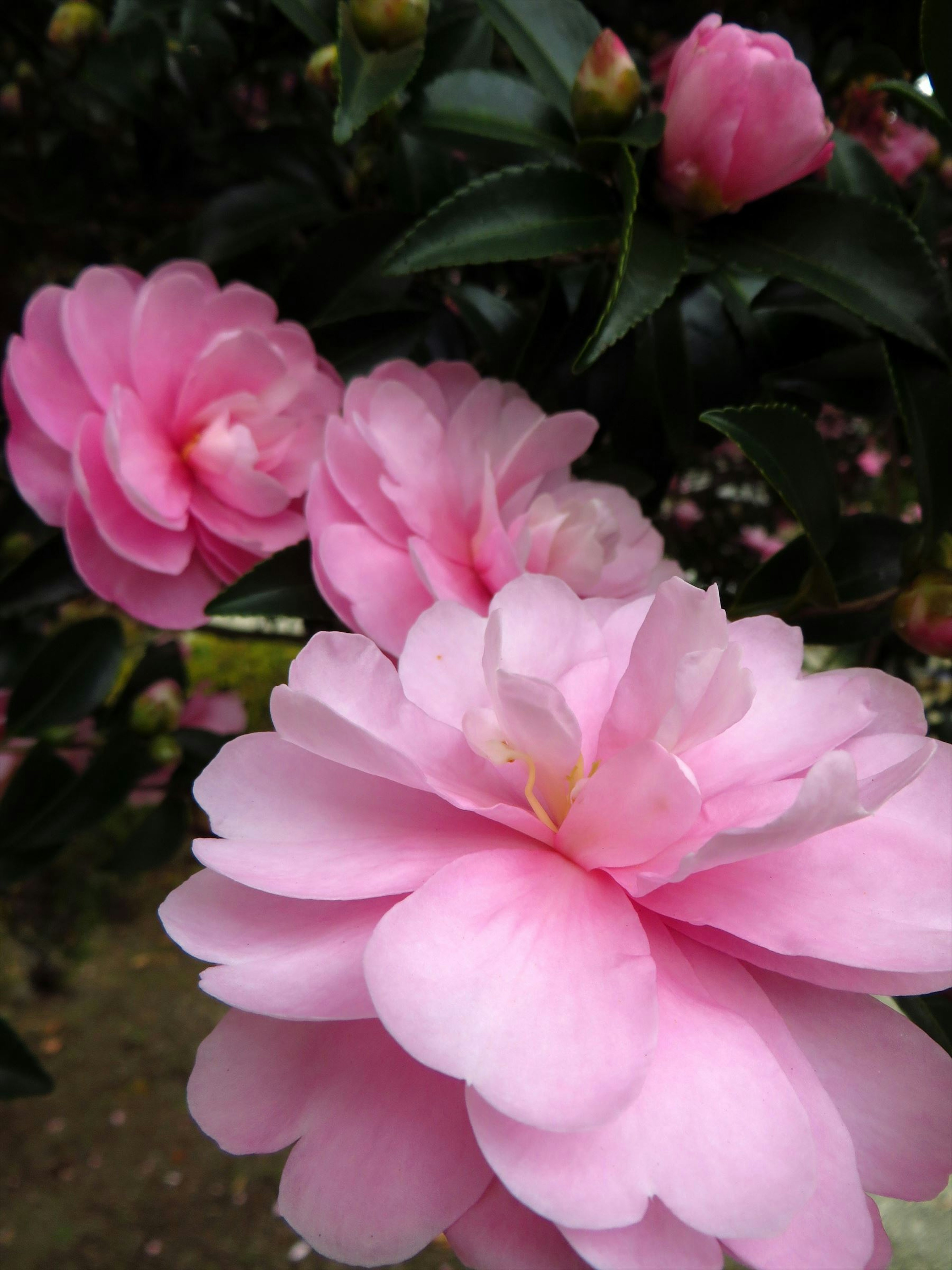 Nahaufnahme von schönen rosa Kamelienblüten in voller Blüte