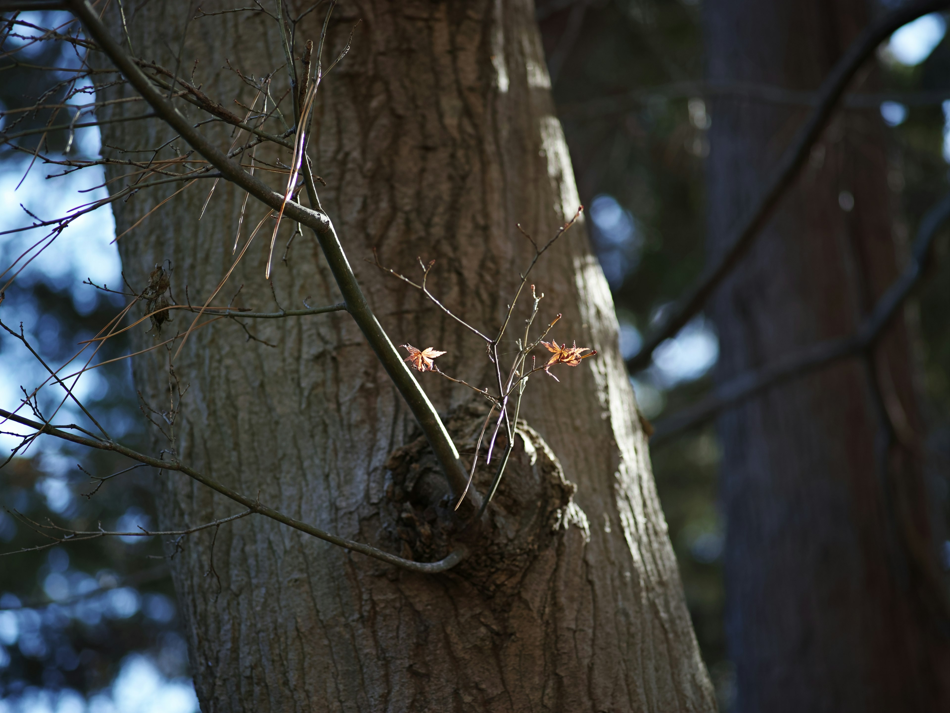 Close-up of a tree trunk with thin branches and small leaves