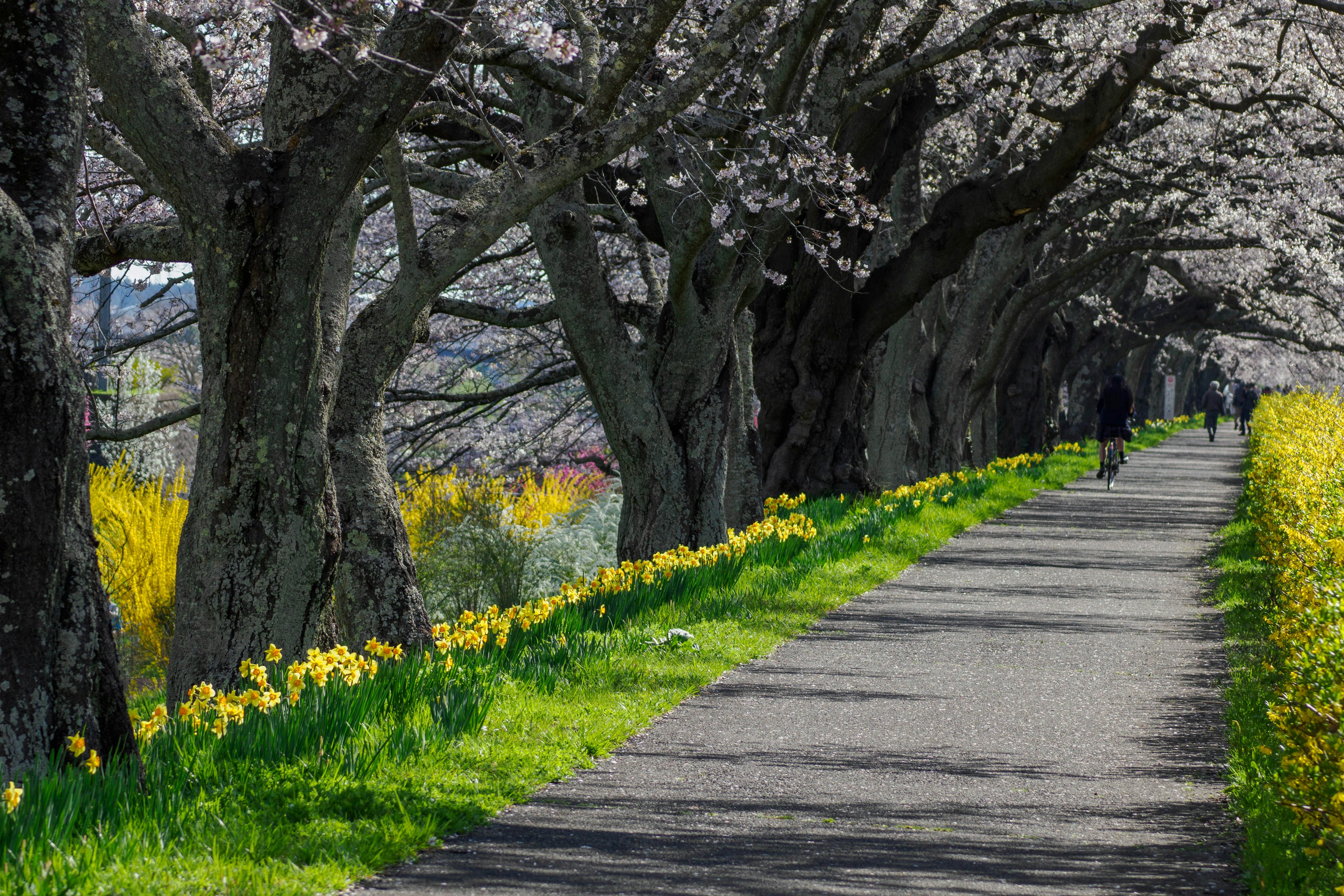 桜の木が並ぶ小道と黄色い花が咲く風景