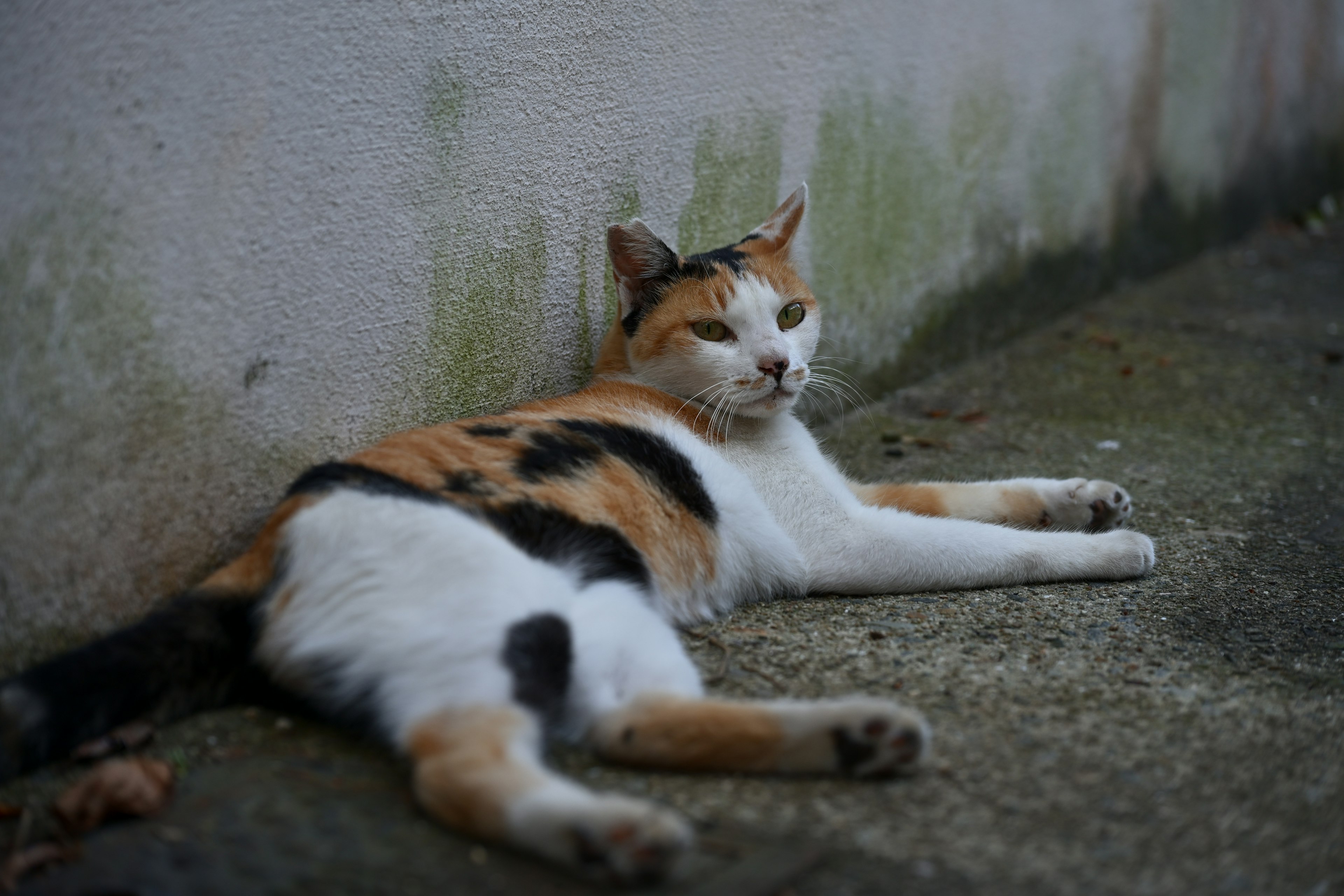 Kucing calico berbaring di samping dinding