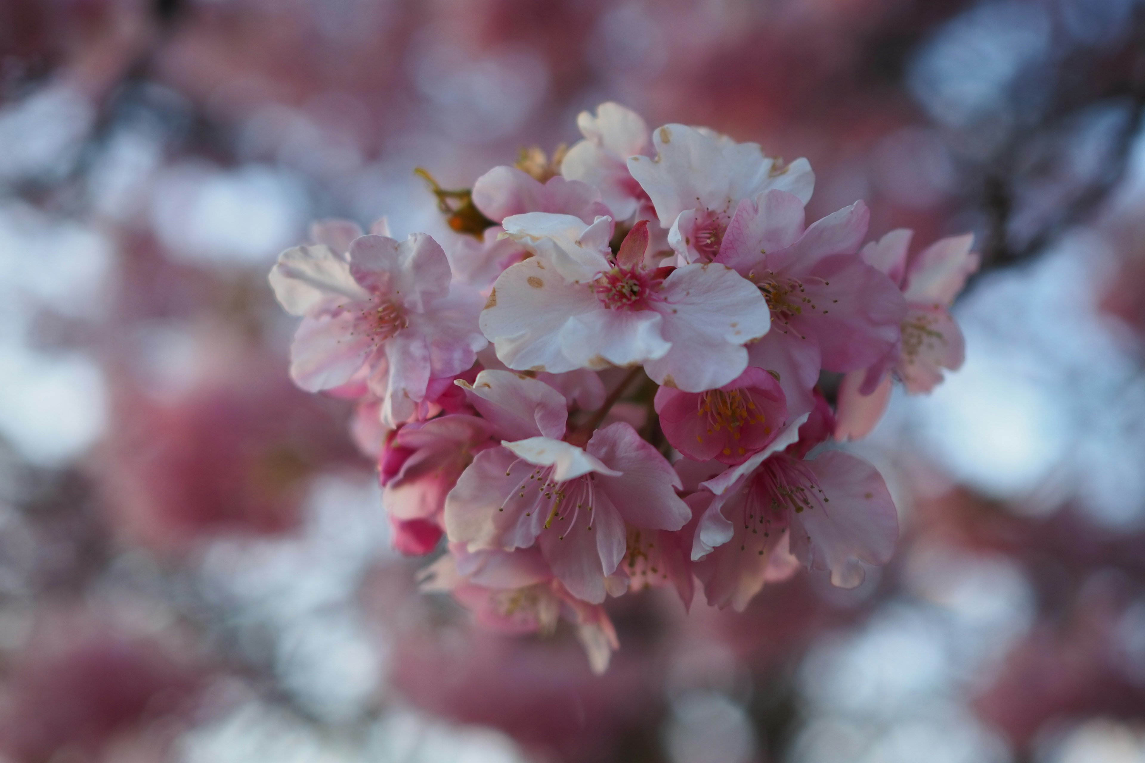 Nahaufnahme von Kirschblüten mit wunderschönen rosa Blütenblättern