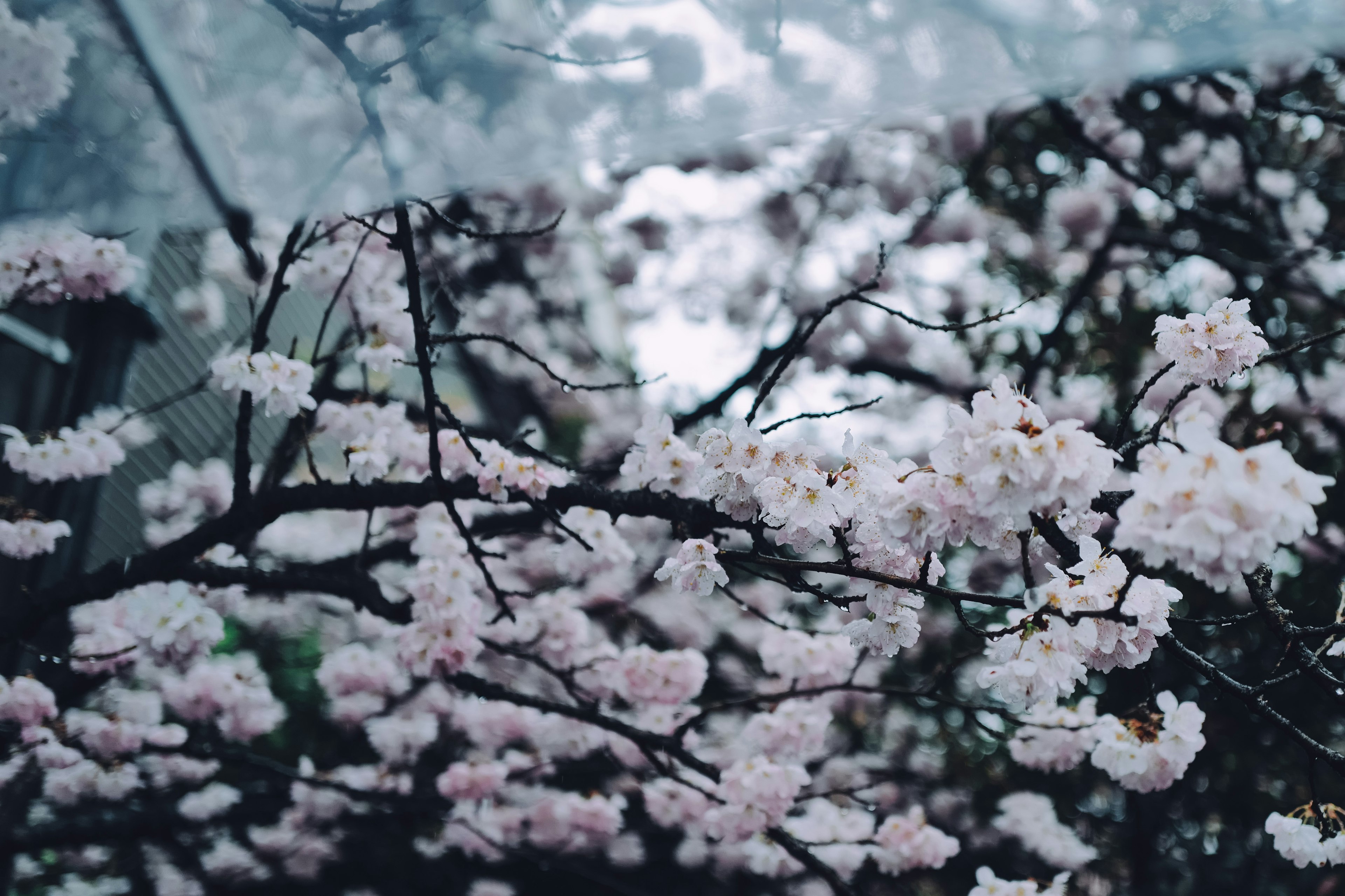 樱花树枝的特写，带粉色花朵