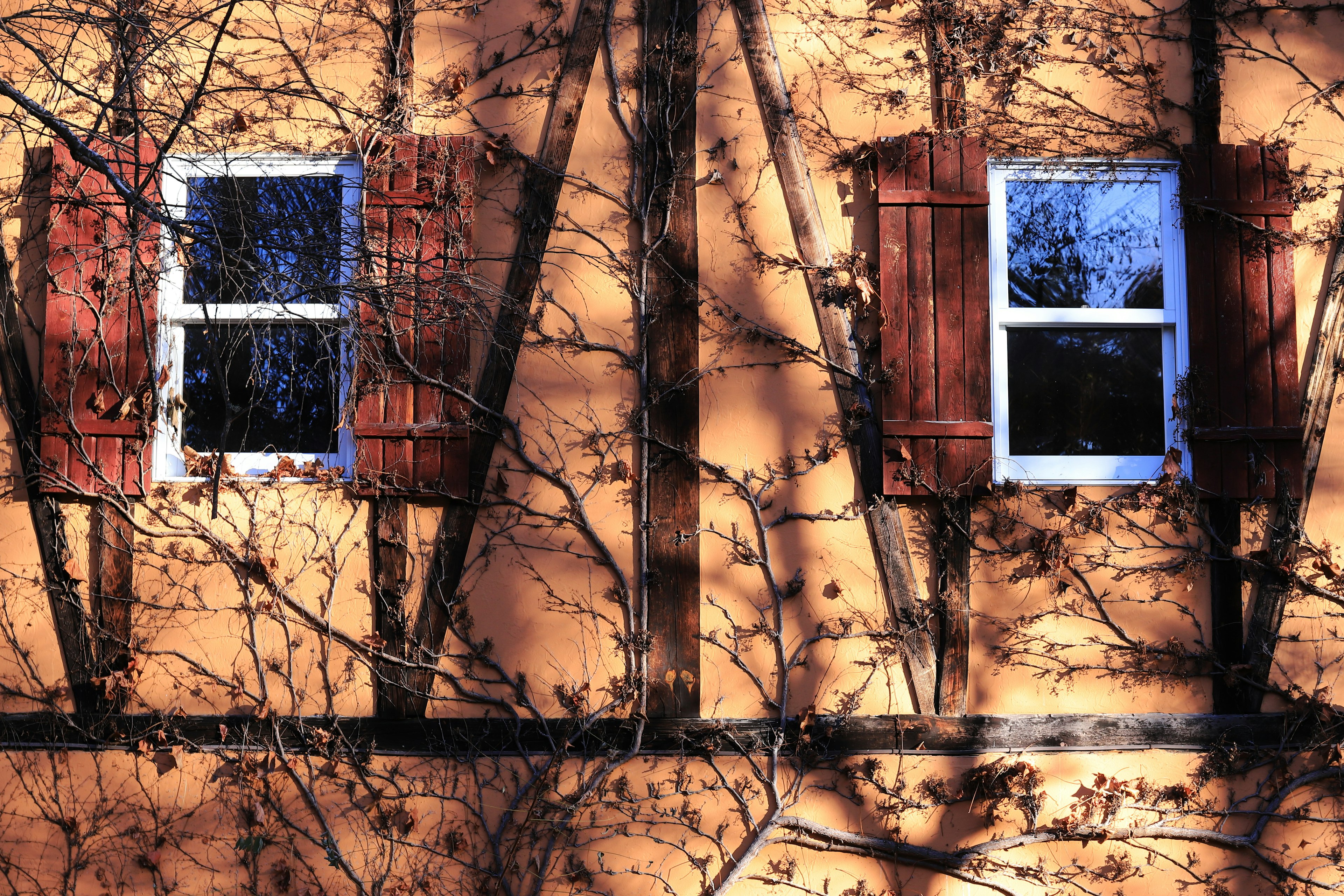 Two white windows with wooden shutters on an orange wall with tree shadows