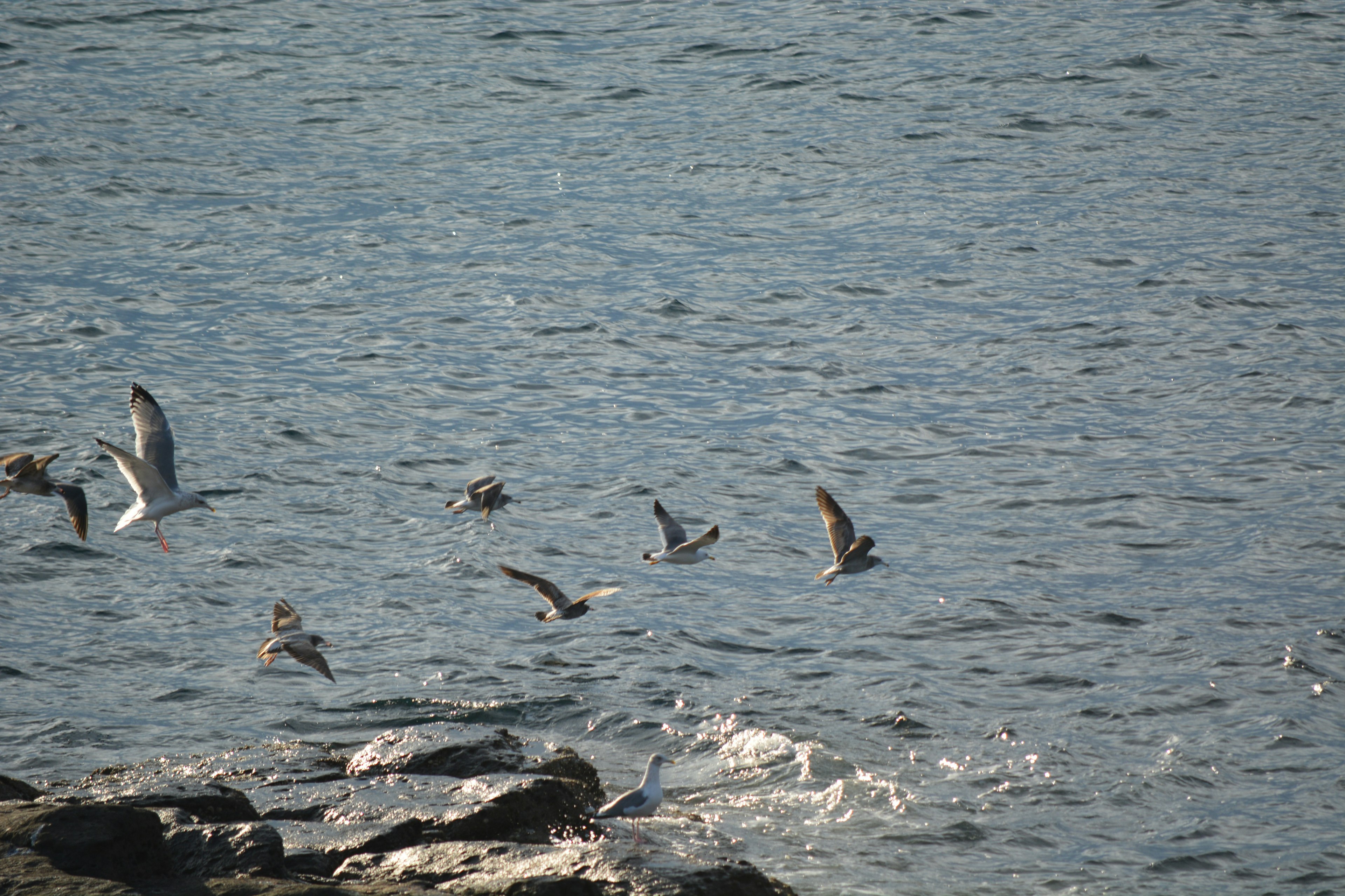 海の上を飛ぶ鳥たちと岩