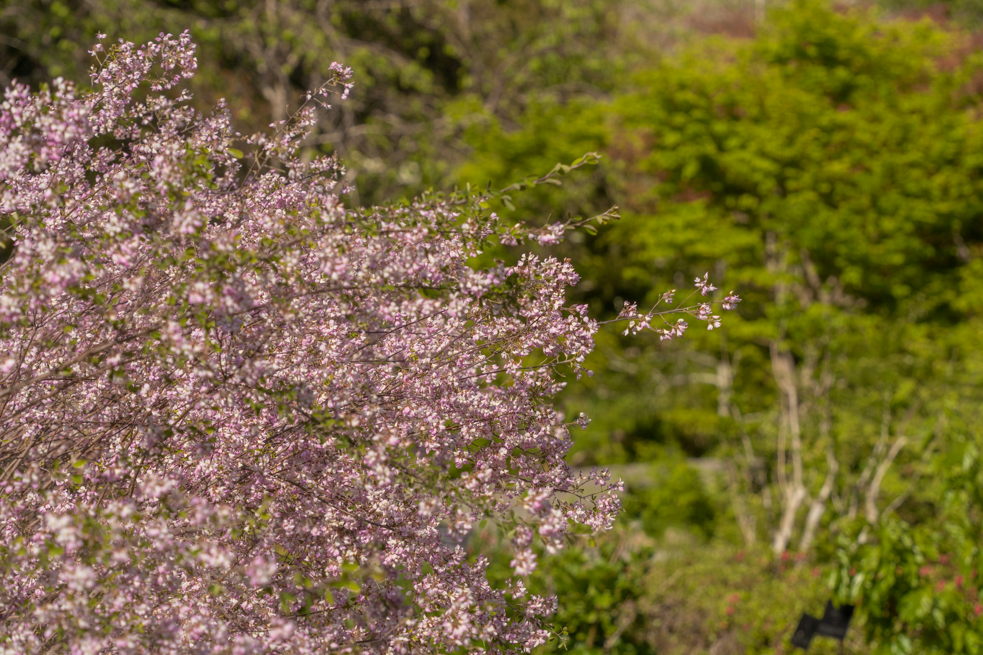 Pohon bunga sakura yang mekar dengan latar belakang hijau subur