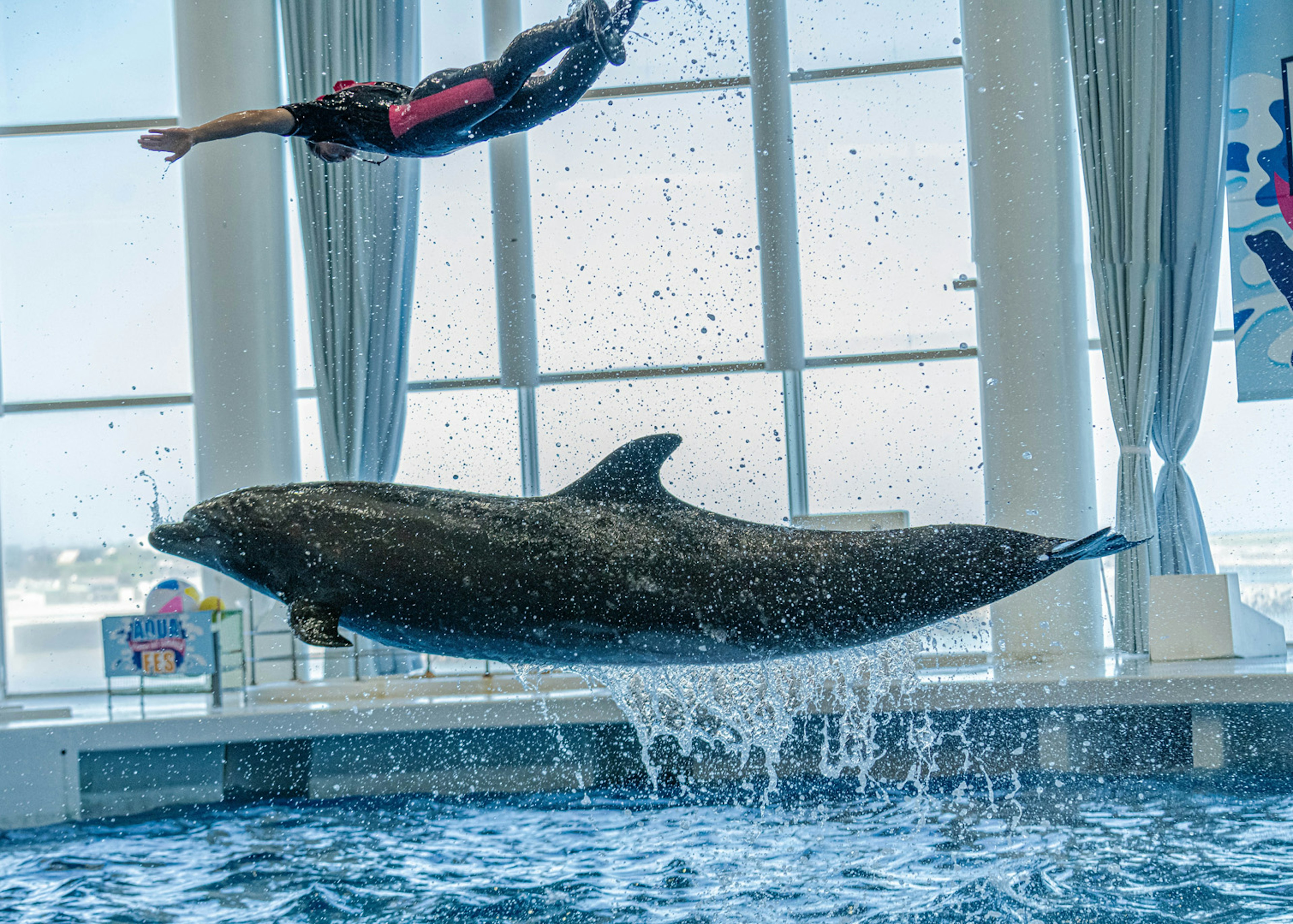 Delfino e allenatore che saltano in un ambiente acquatico