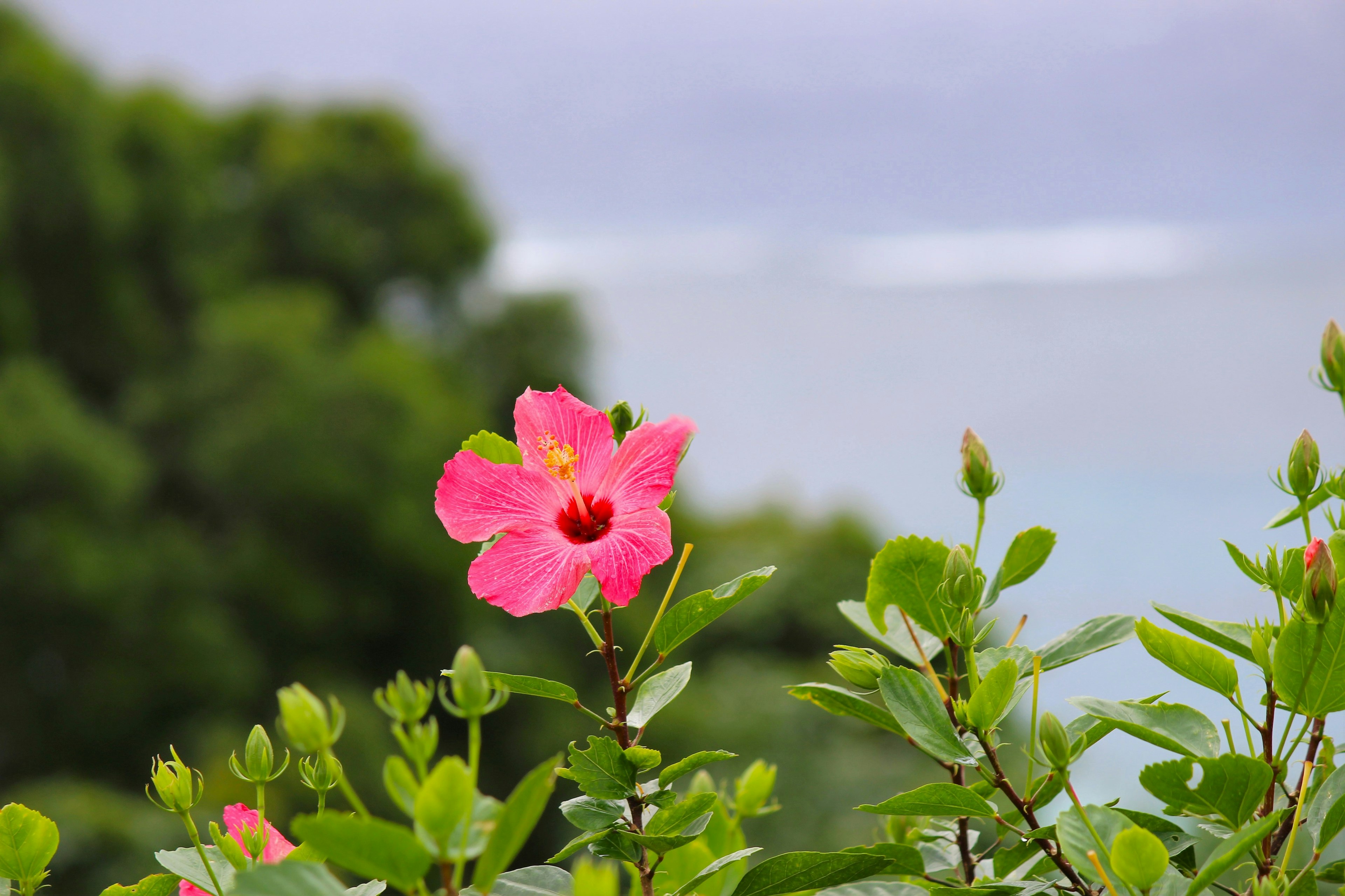 Eine lebhafte rosa Hibiskusblüte umgeben von grünen Blättern mit einem verschwommenen Ozeanhintergrund