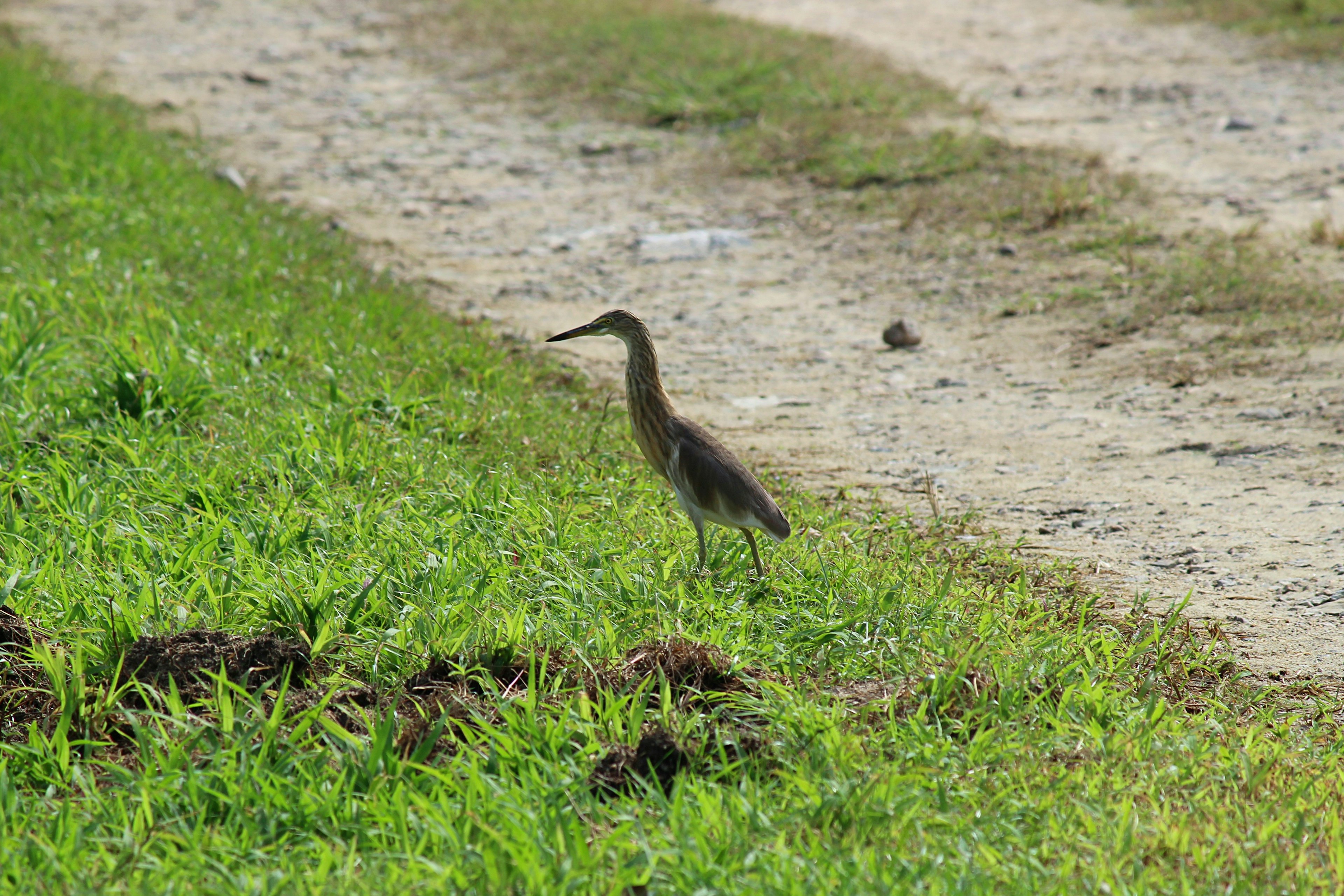 緑の草地に立っている鳥の姿