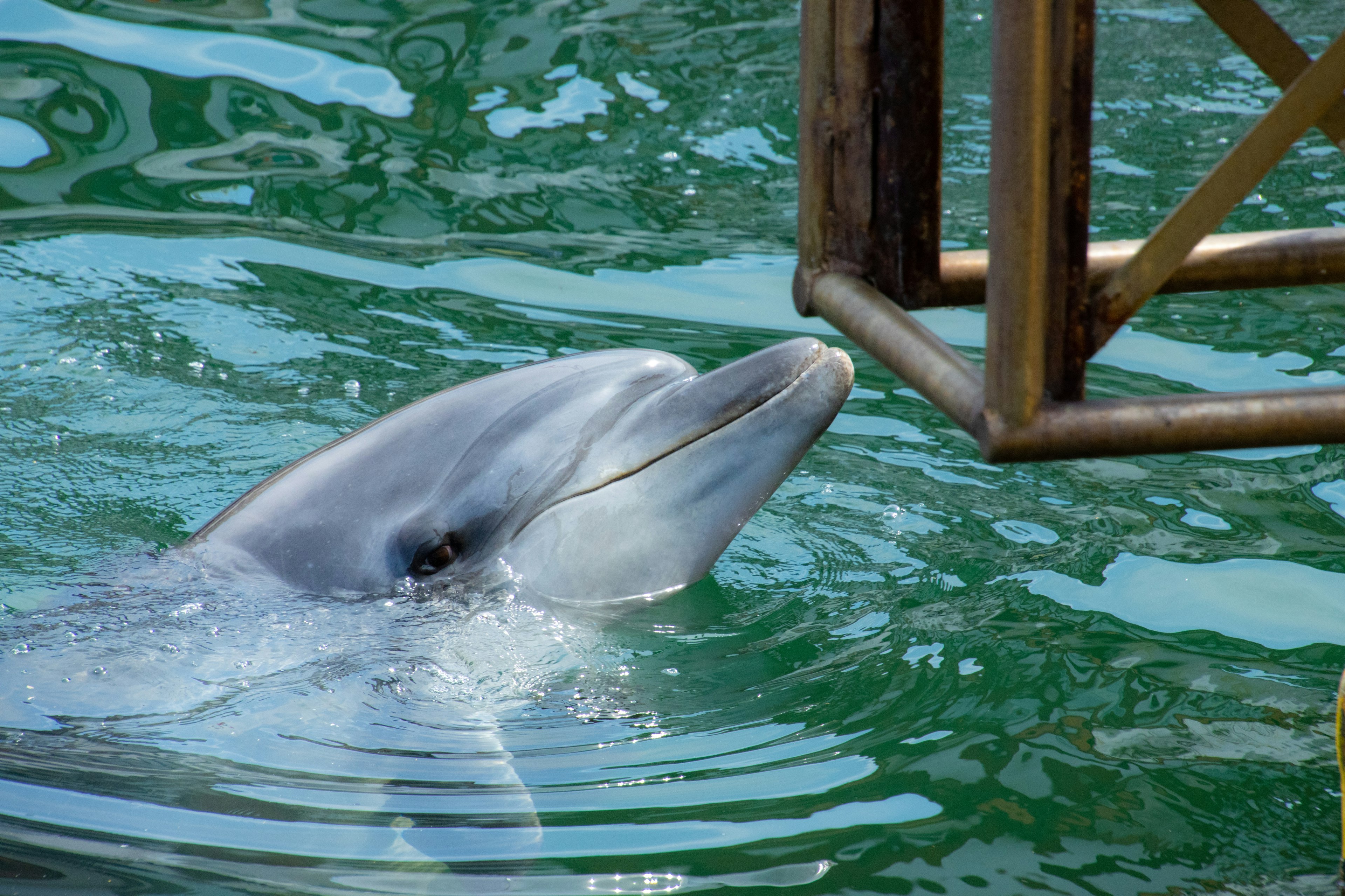 Dolphin surfacing in water looking up at a metal structure