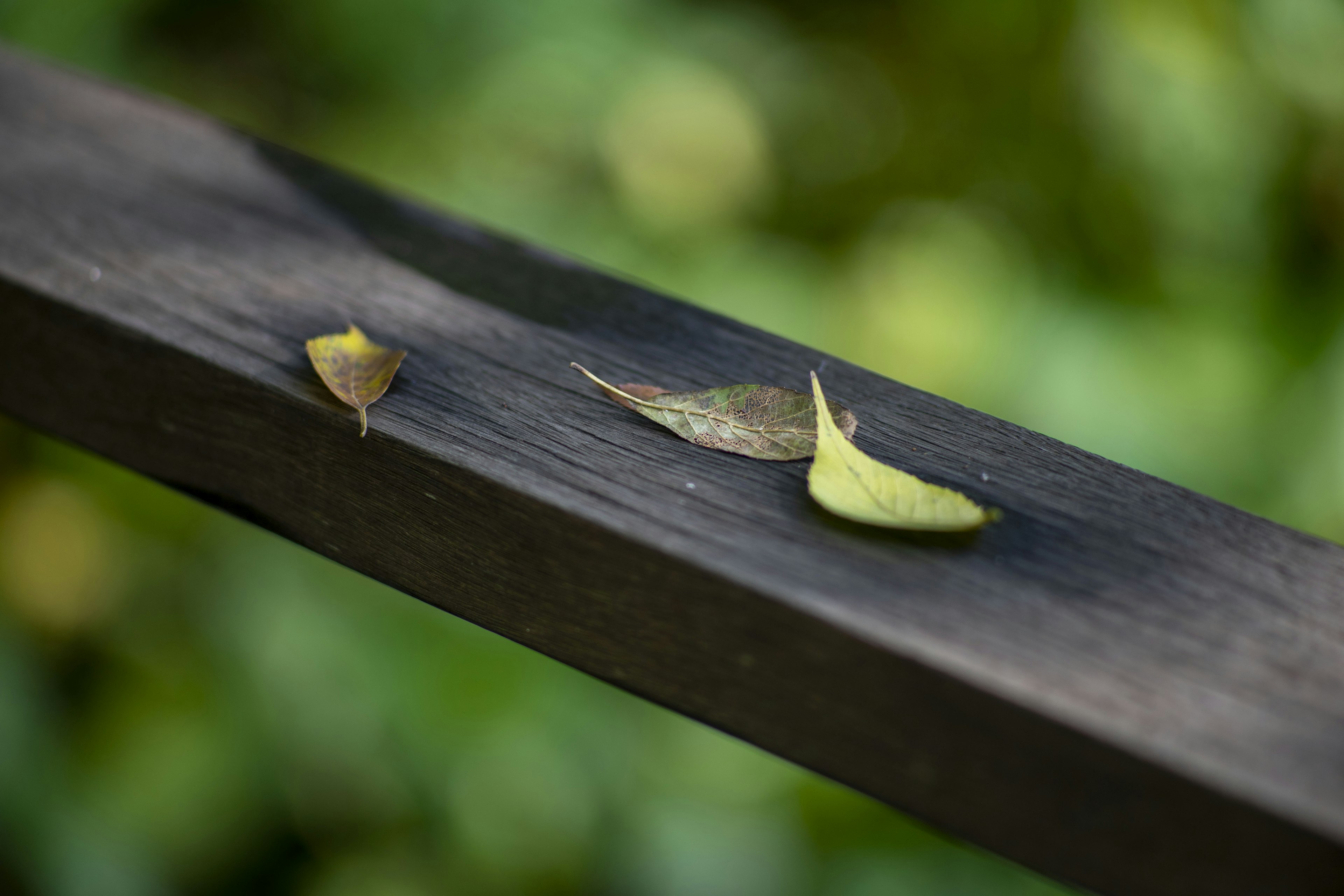 Green and brown leaves resting on a black wooden railing