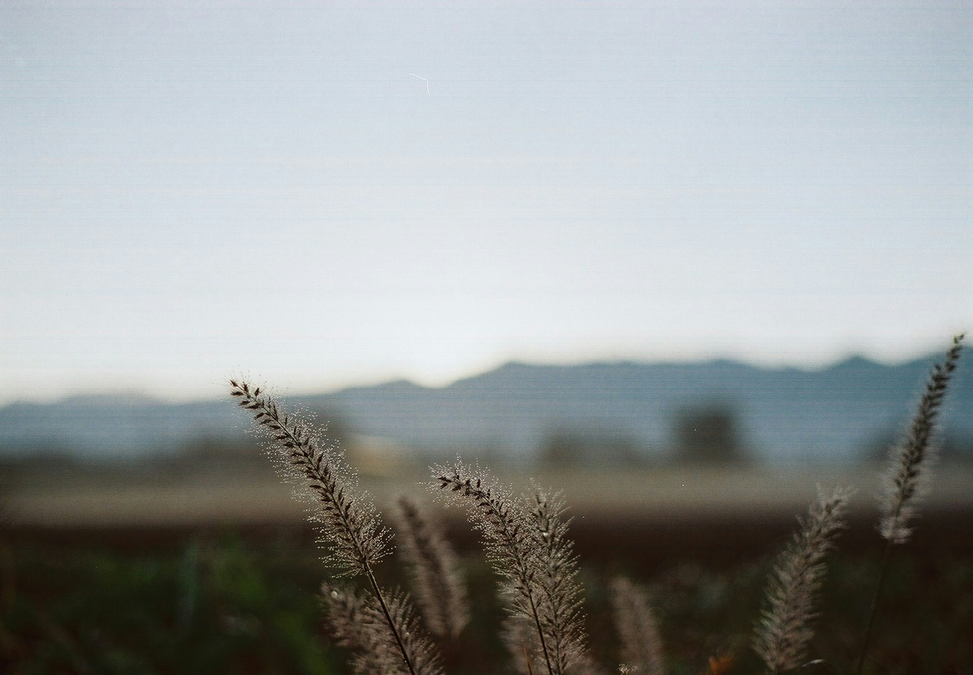 Gentle grass spikes swaying in a tranquil landscape with blurred mountains