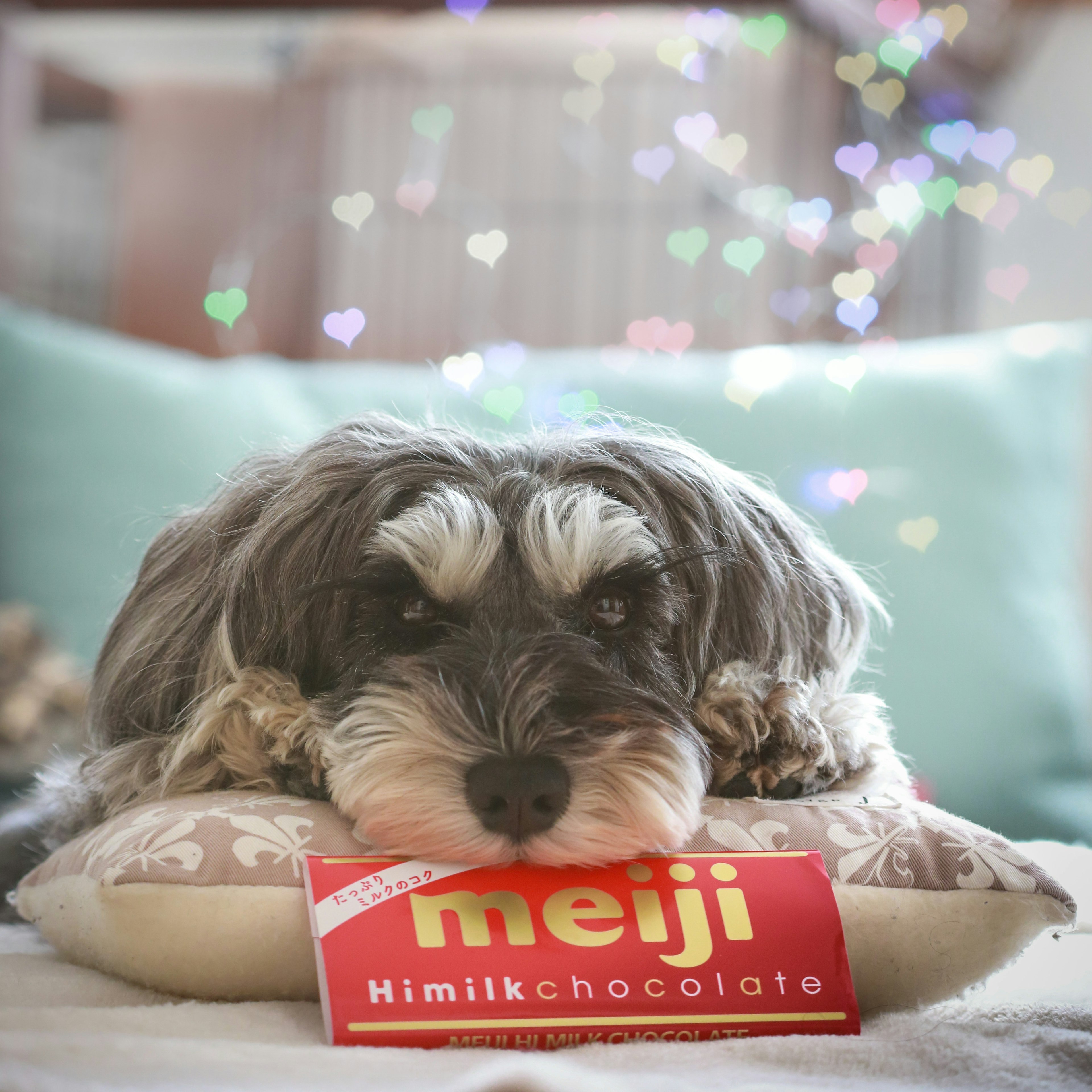 Un perro descansando sobre un cojín mirando una barra de chocolate Meiji