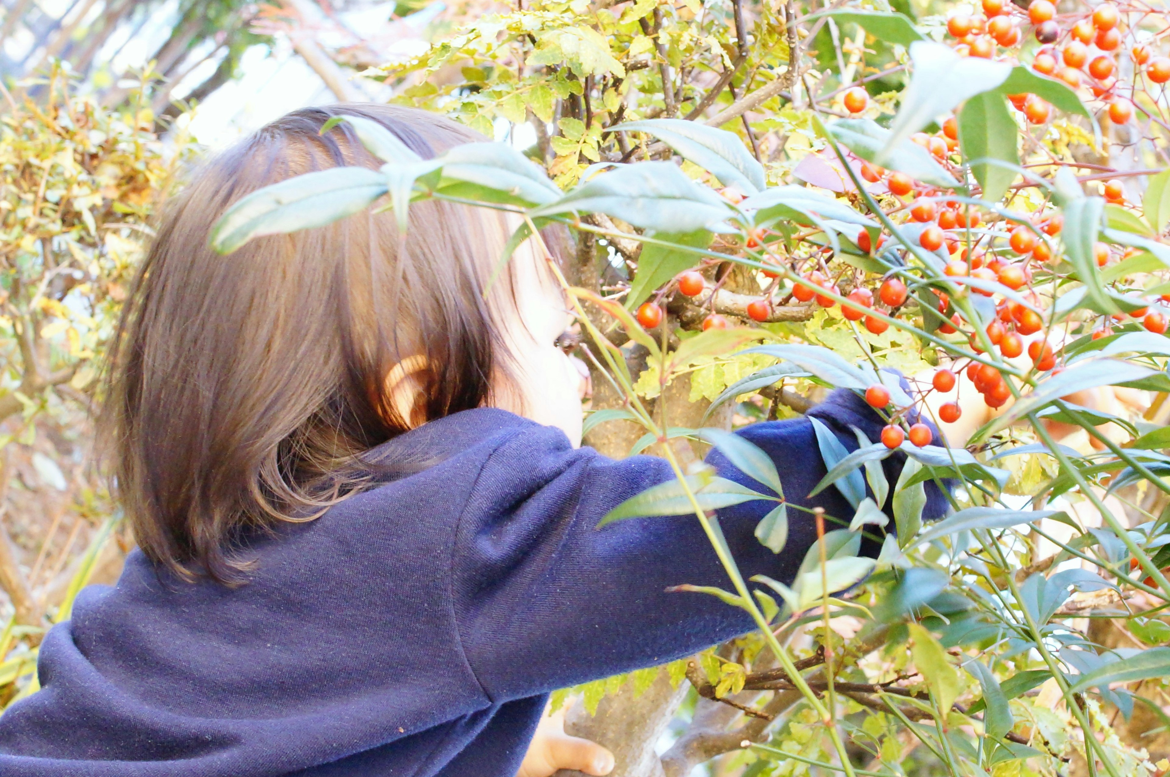 Enfant cueillant des baies rouges entouré de feuilles vertes