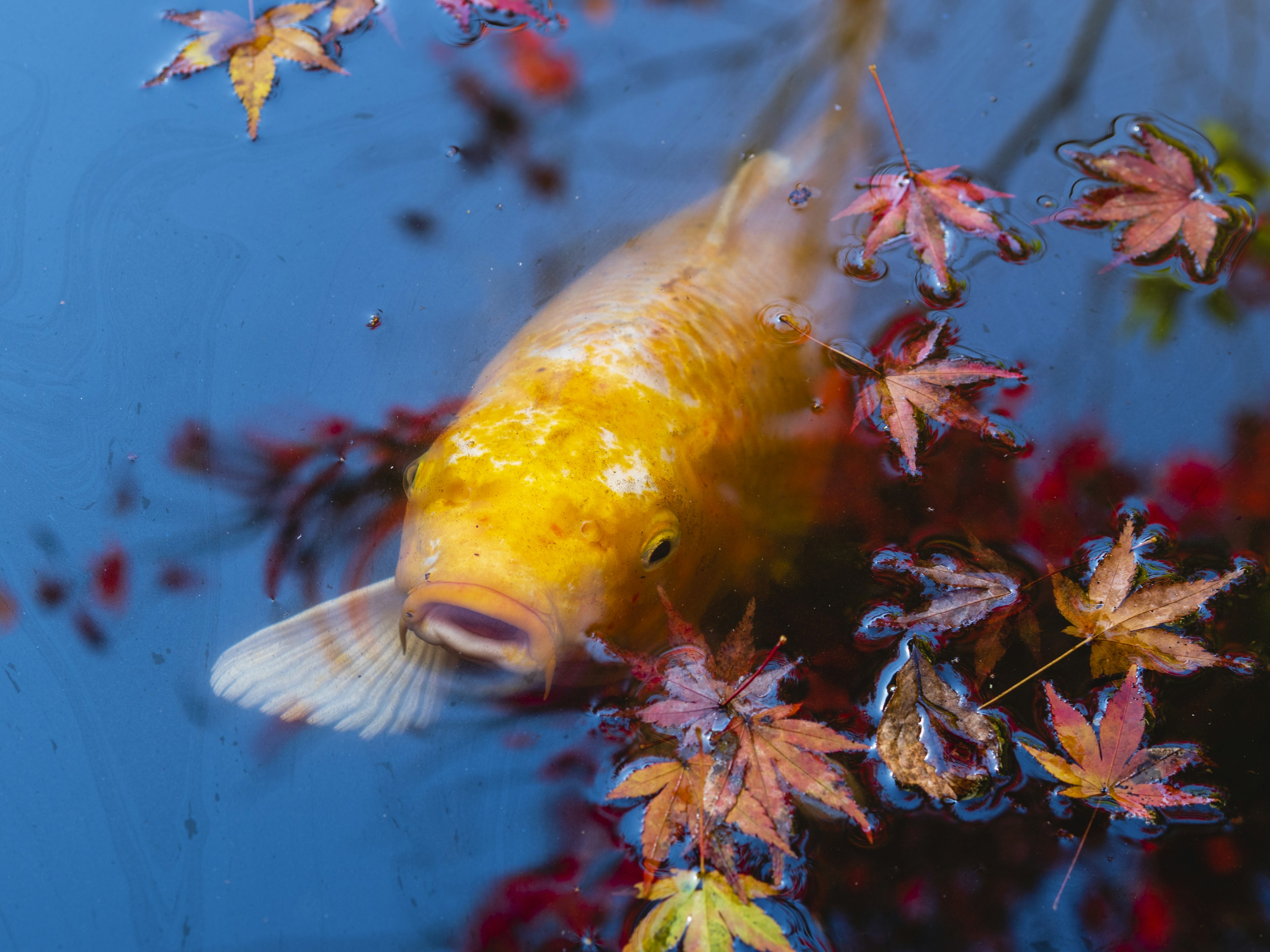 Colorful koi fish swimming among autumn leaves