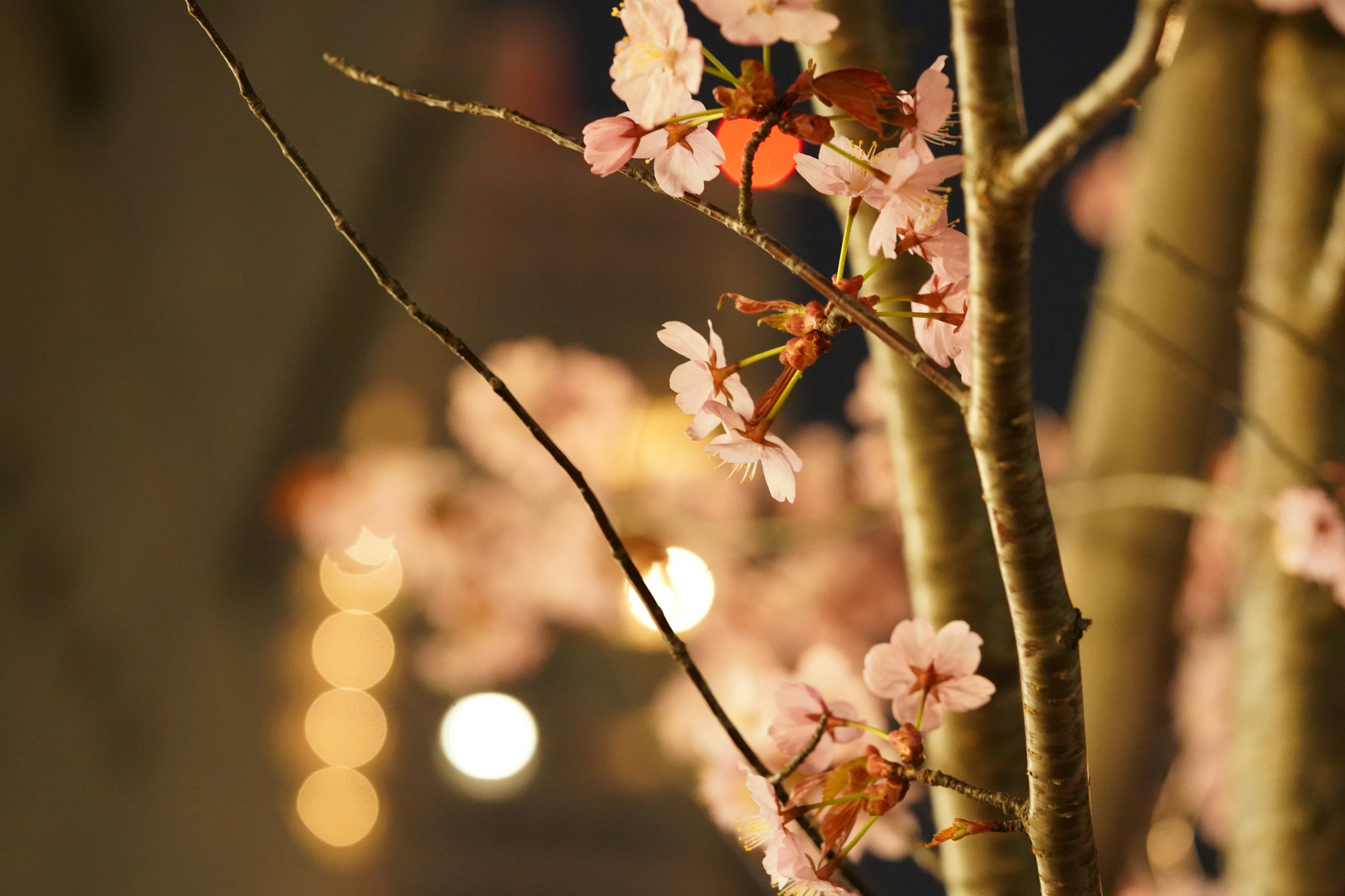 Close-up of cherry blossom branches with blurred background lights