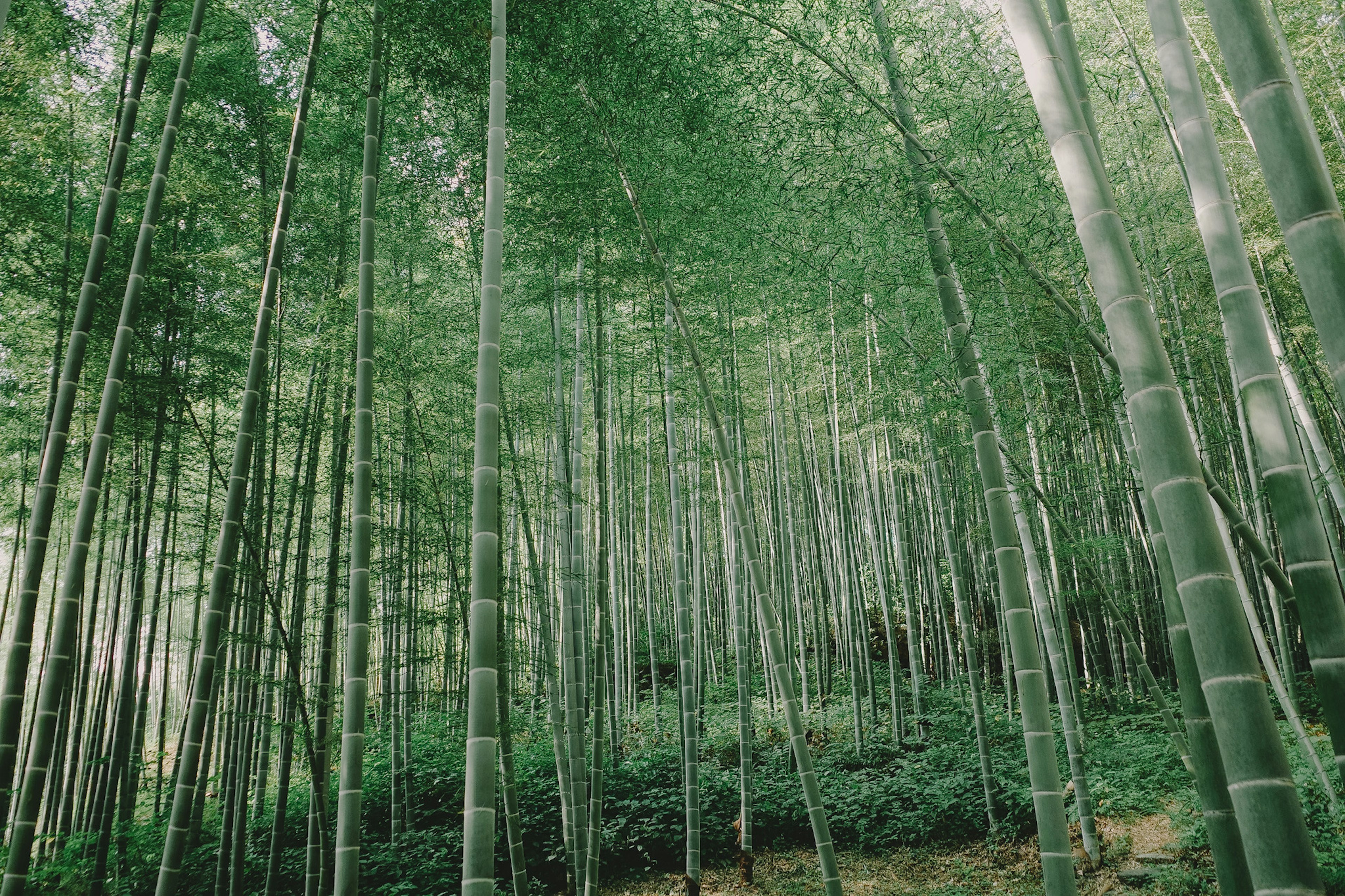 Lush green bamboo forest with tall bamboo stalks reaching upward