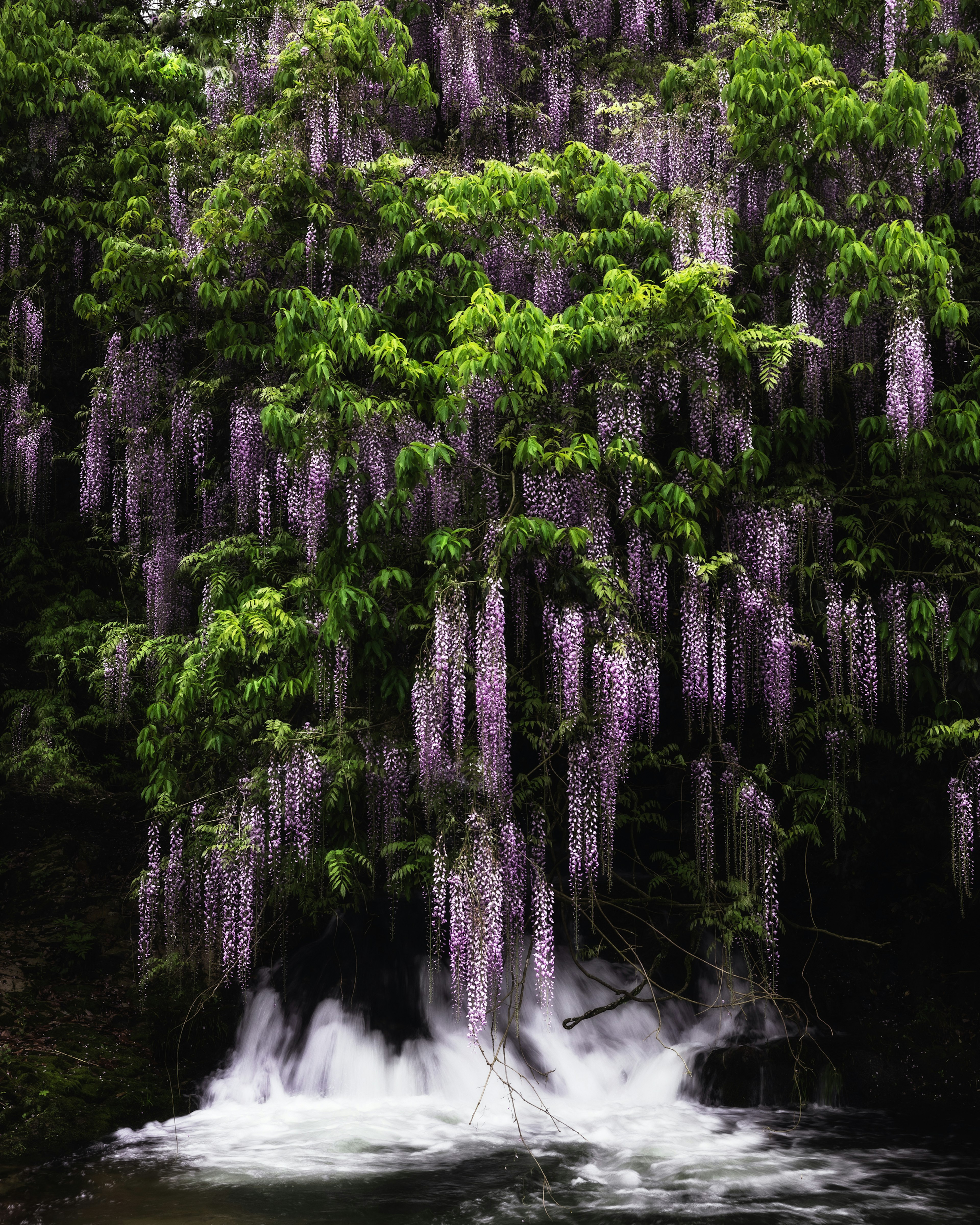 Beautiful wisteria flowers hanging from lush green trees near flowing water