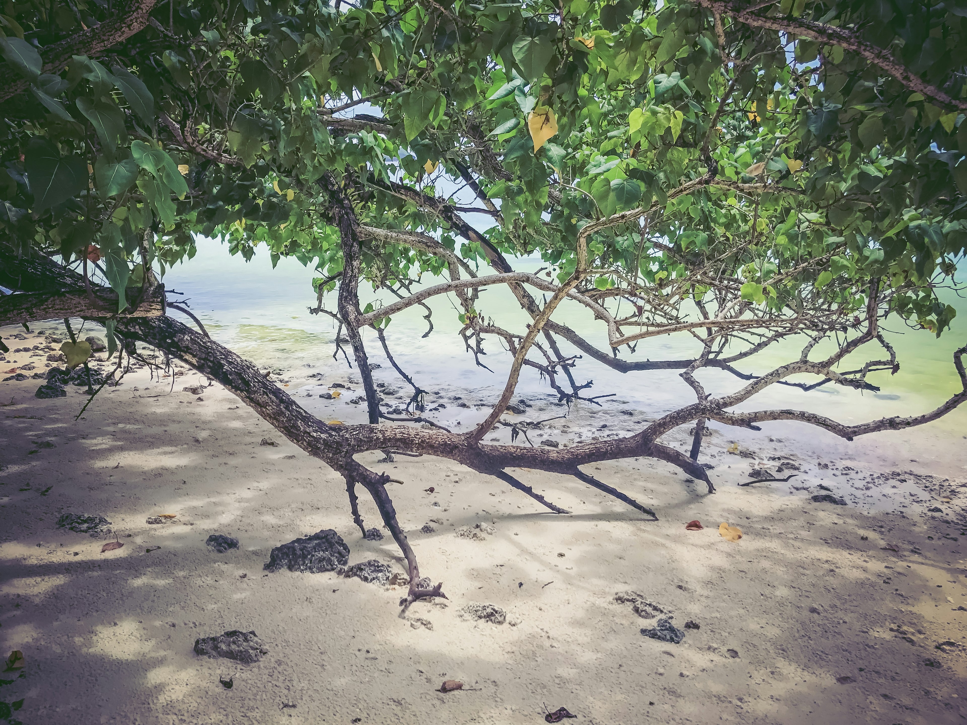 Rami di albero che si estendono su una spiaggia sabbiosa con foglie verdi