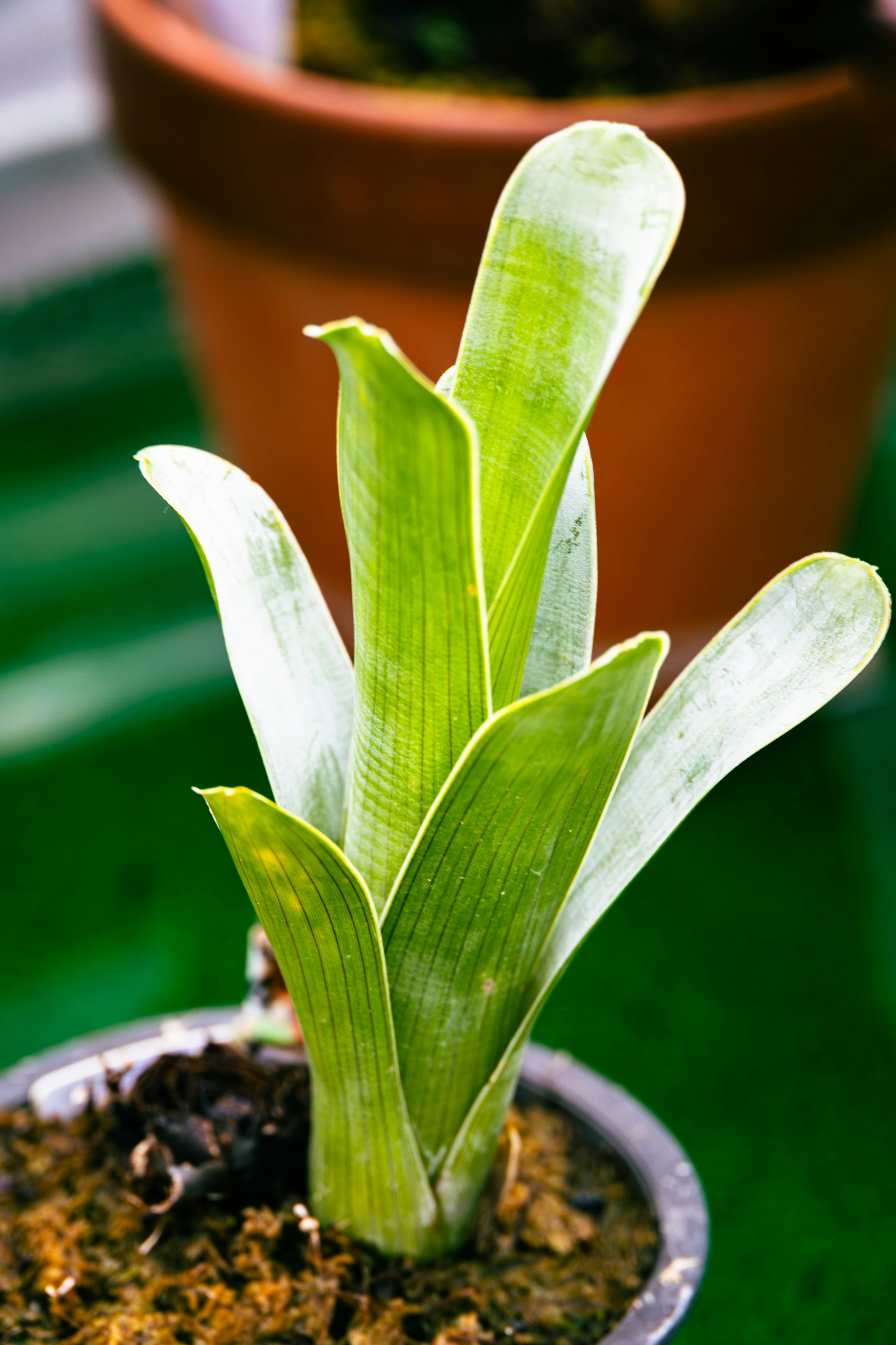 Planta joven verde con hojas largas en una maceta