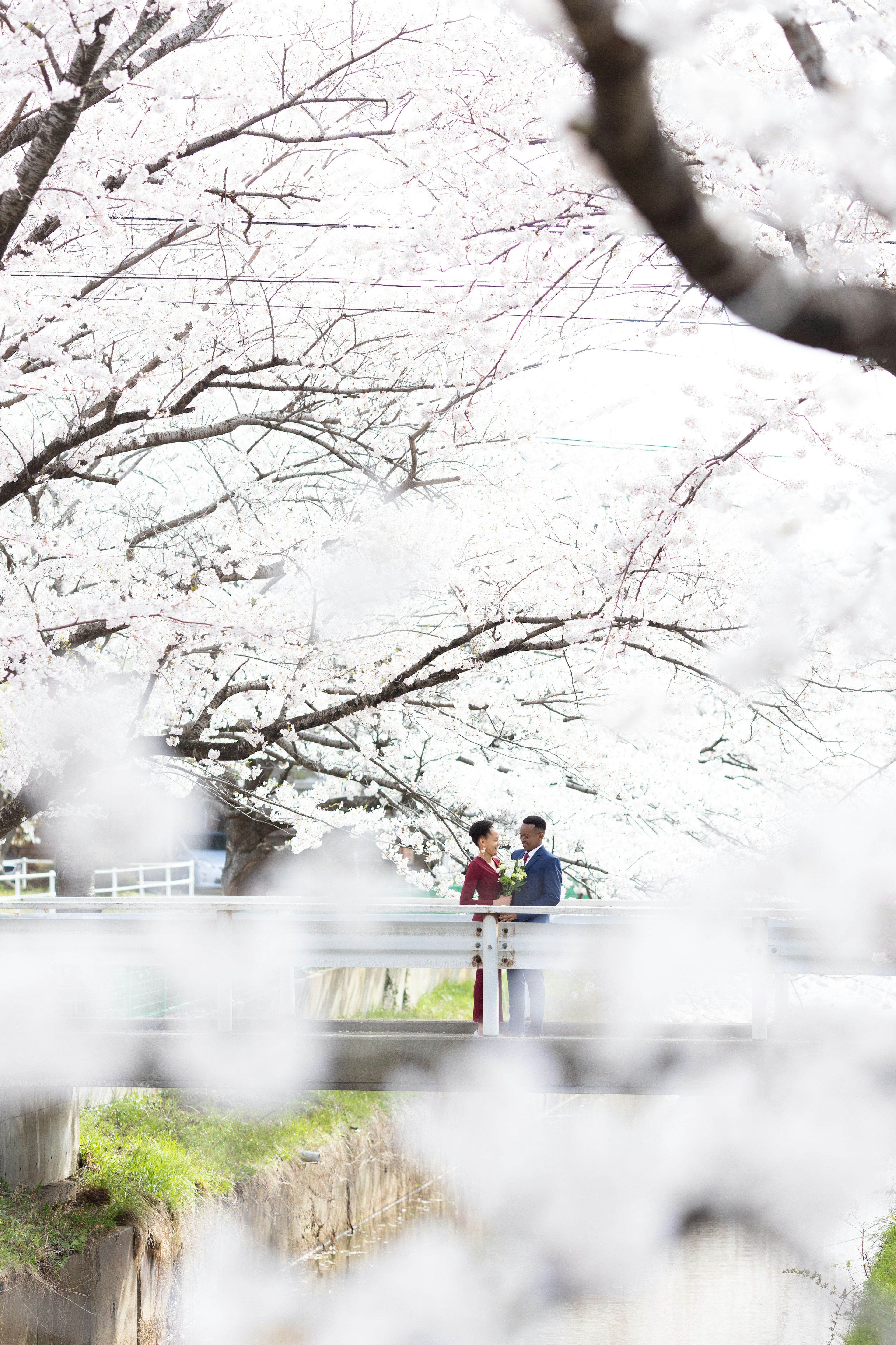 Silhouette of a couple under cherry blossom trees