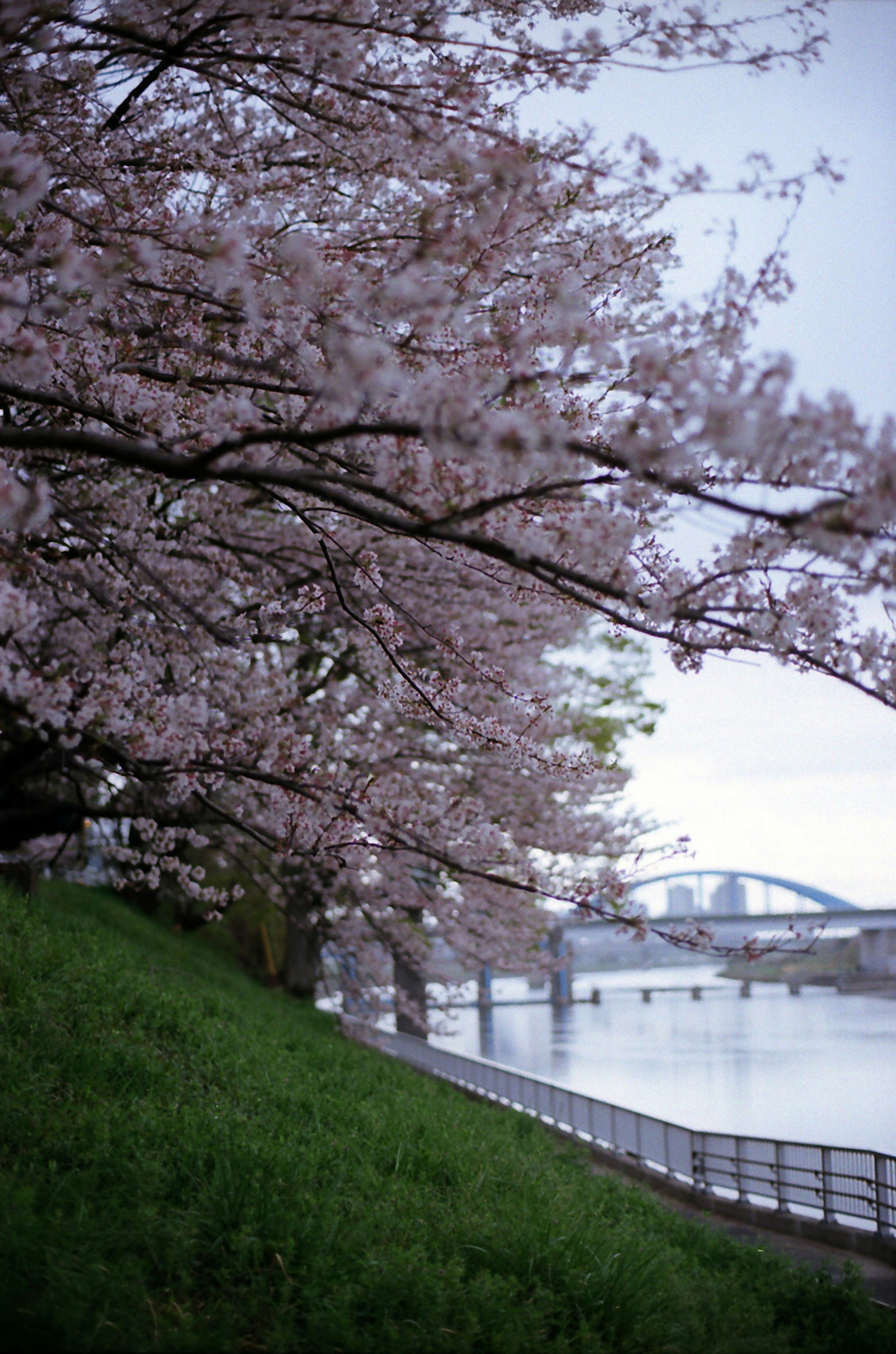 Scenic riverside view with blooming cherry blossoms and a bridge in the background