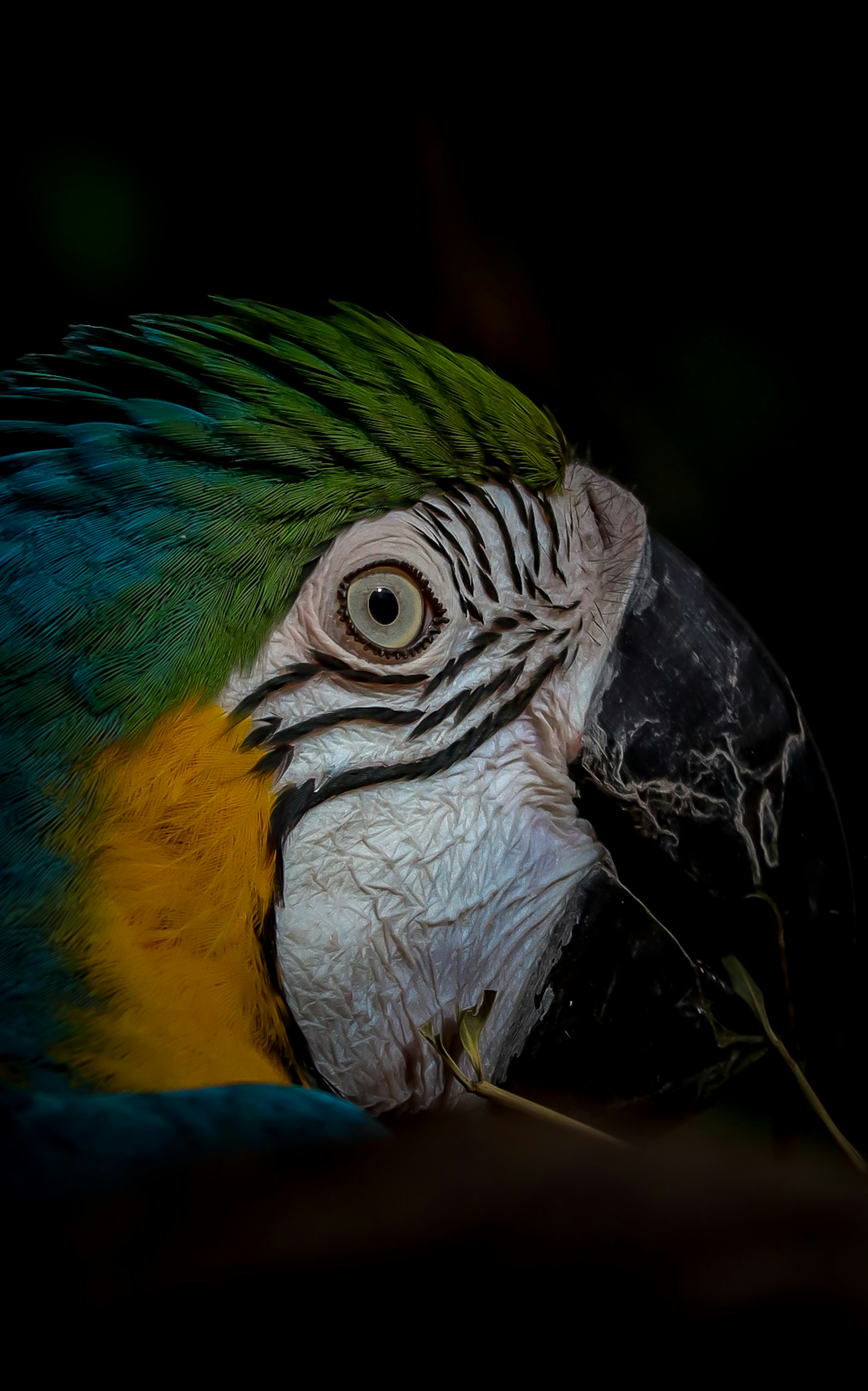 Gambar close-up dari burung beo biru dan kuning yang cerah