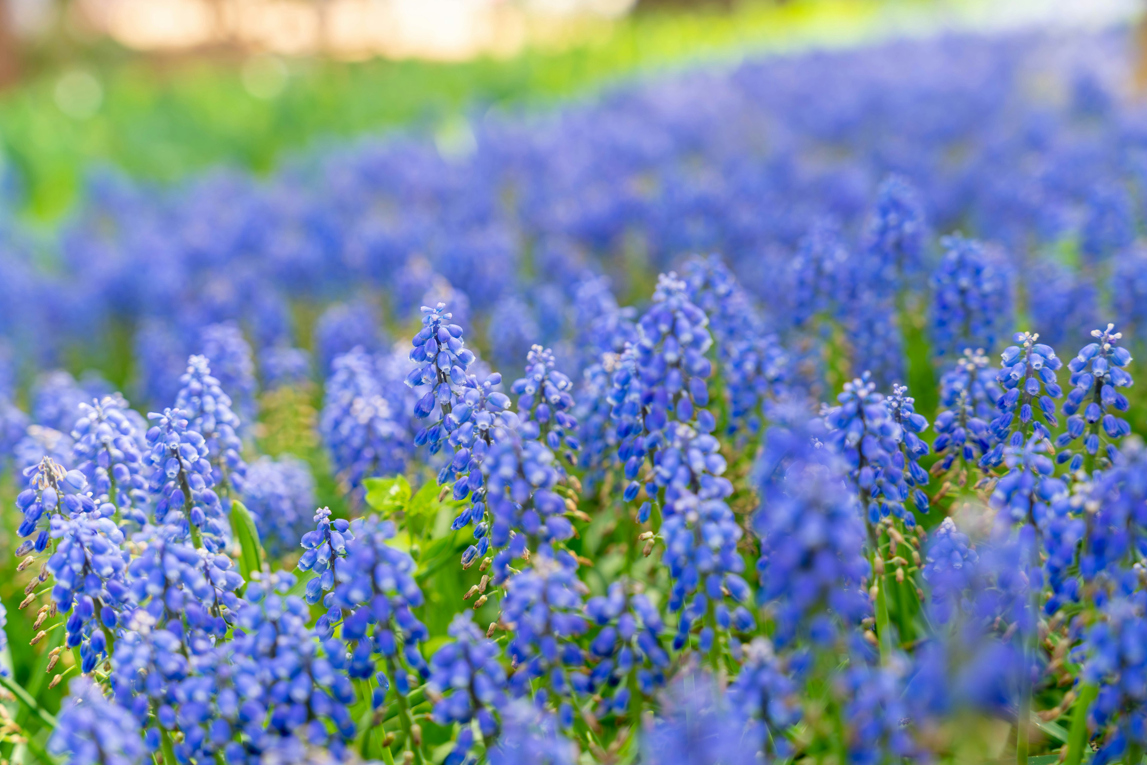 Acercamiento a un campo de flores azules vibrantes