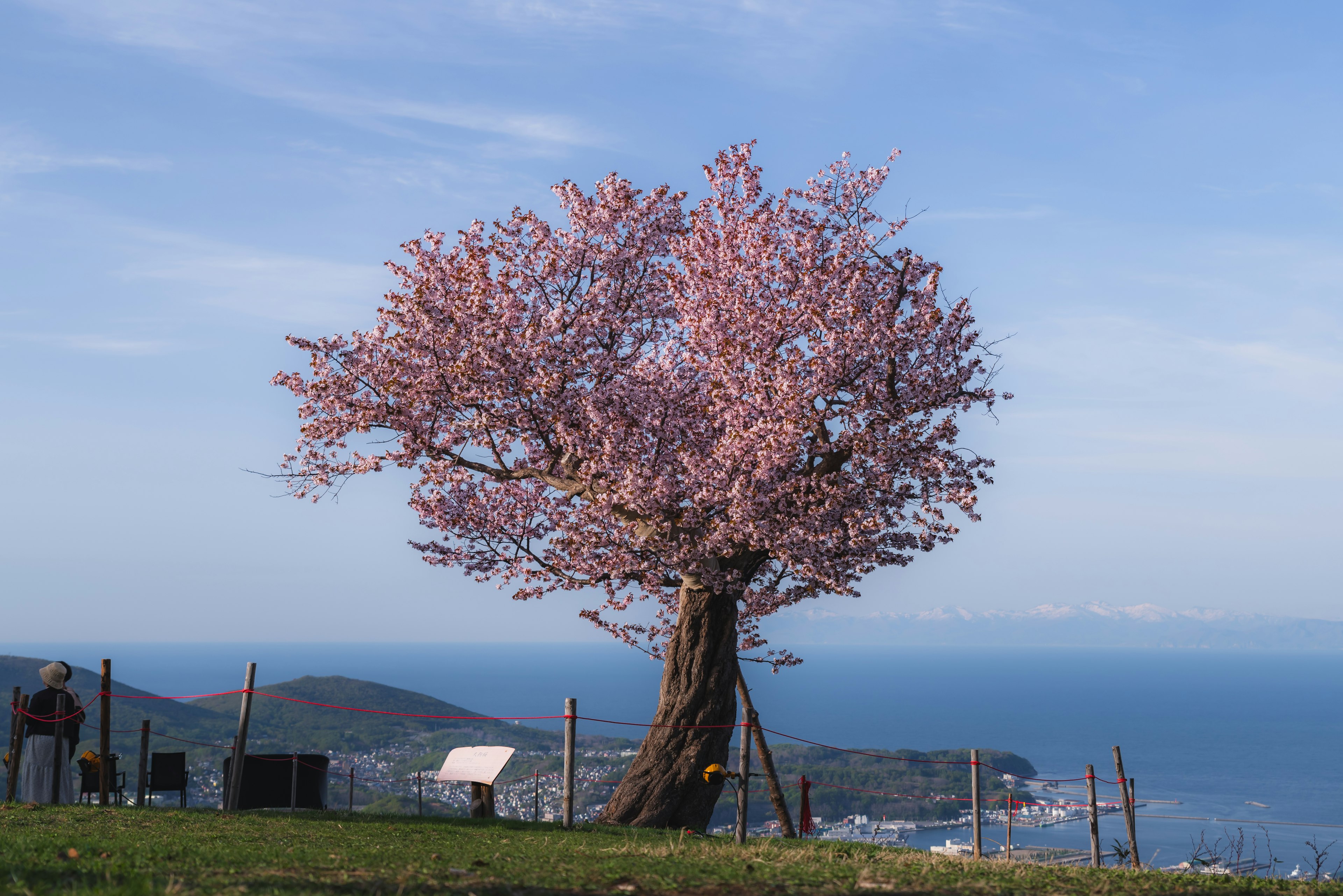 Un gran árbol de cerezo en flor contra un cielo azul