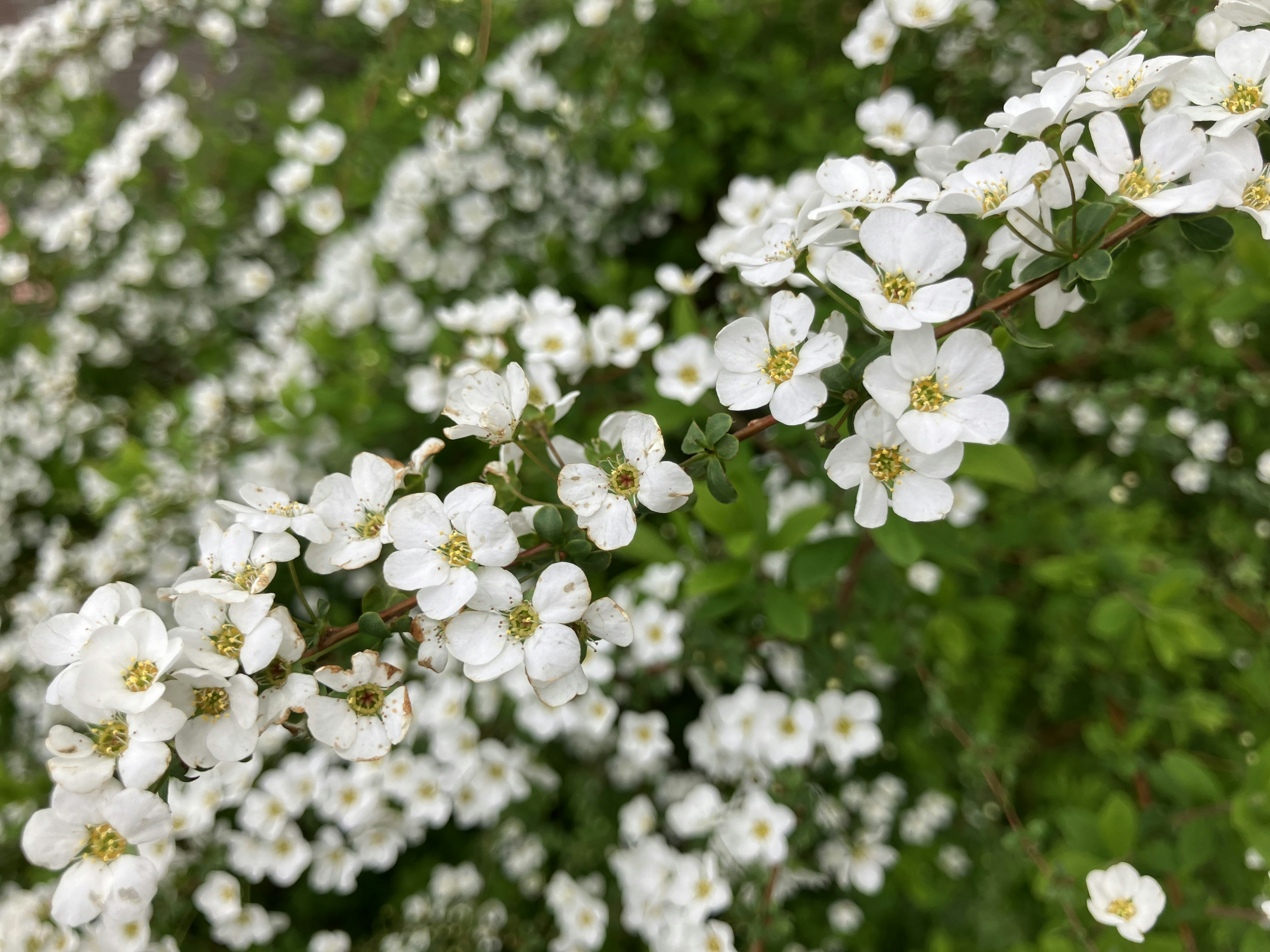 Acercamiento de flores blancas floreciendo sobre un fondo verde