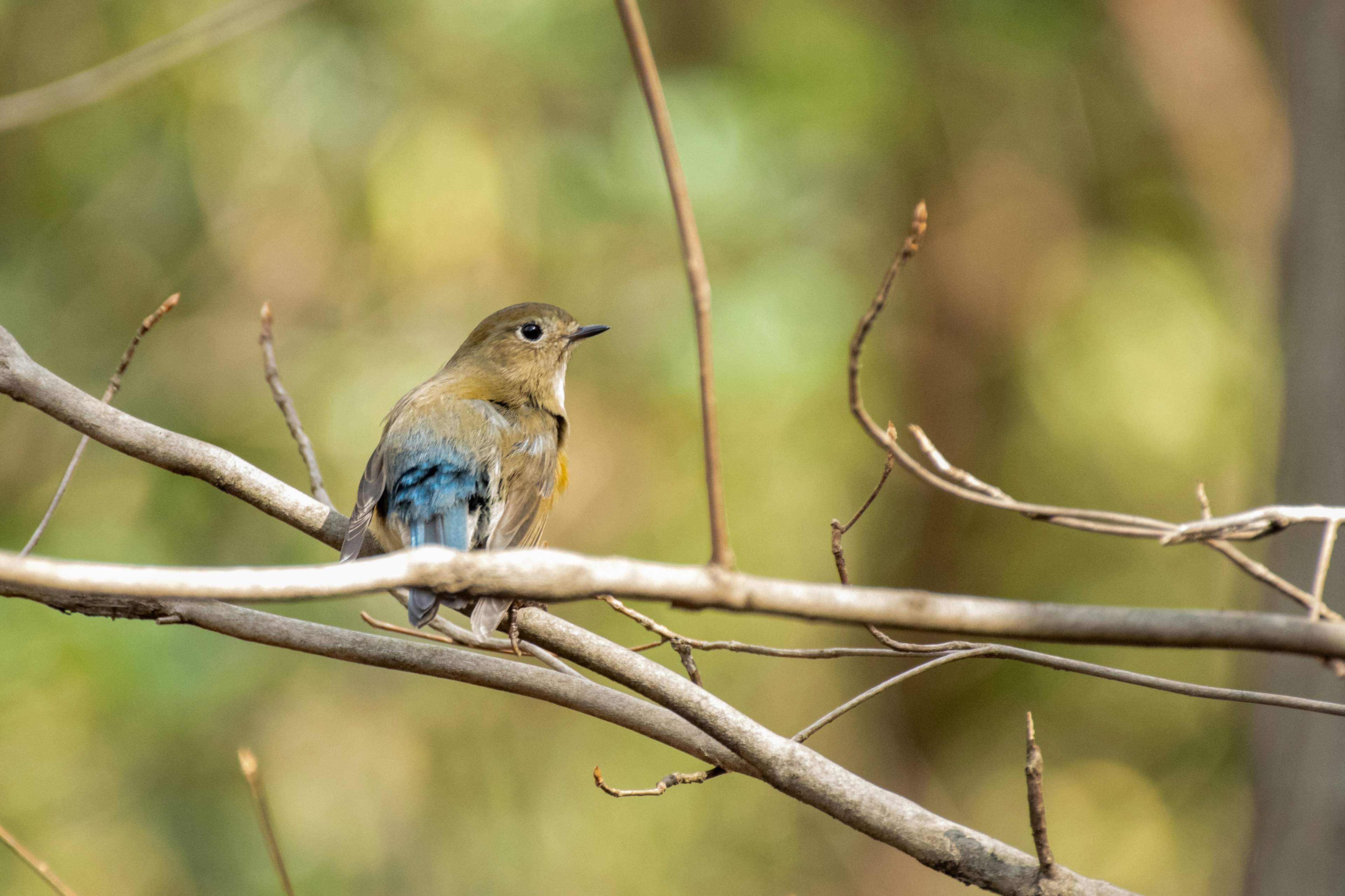 Un pájaro azul posado en una rama con un fondo verde borroso