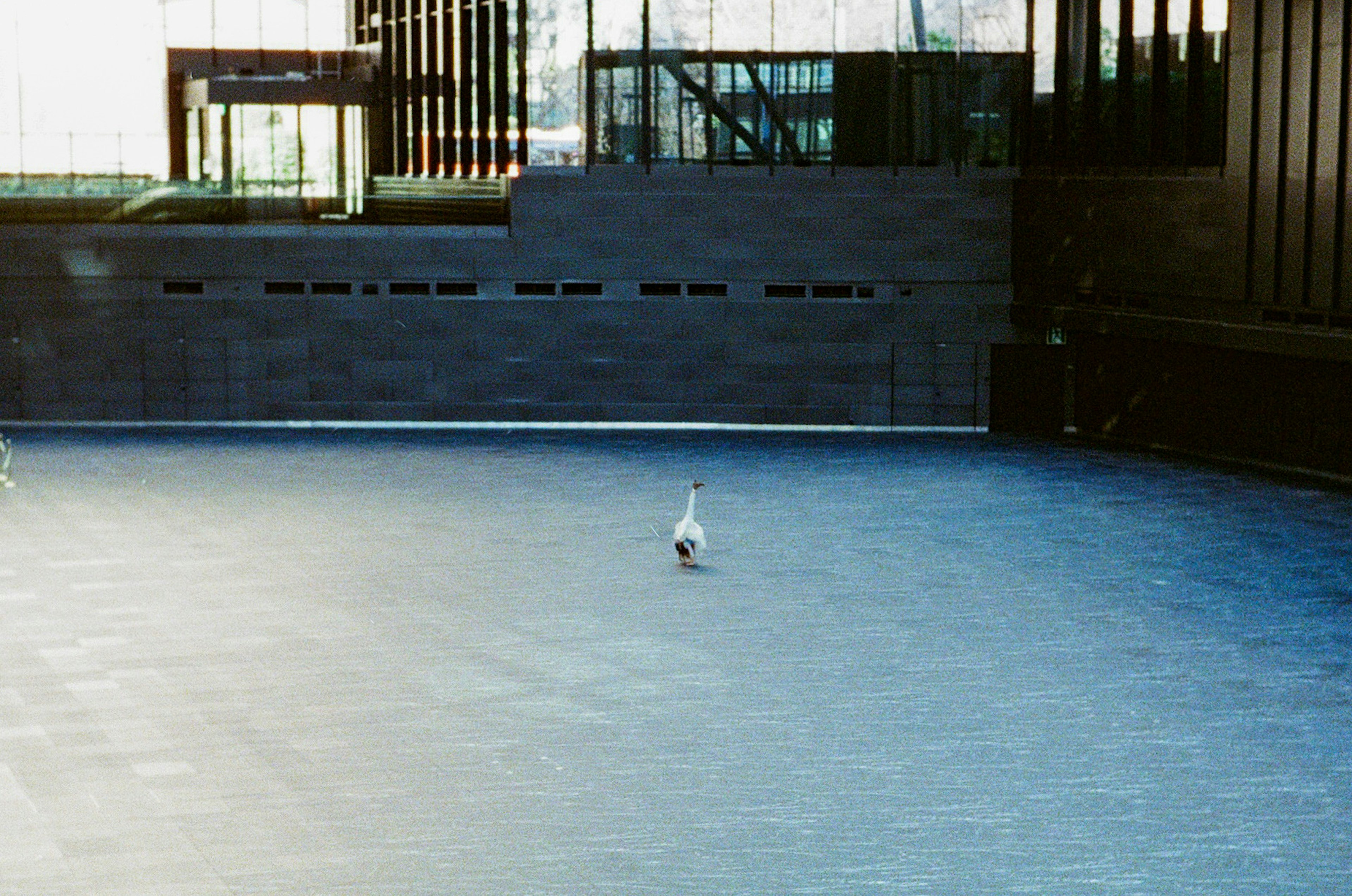 Ein weißer Vogel, der auf einem blauen Boden geht