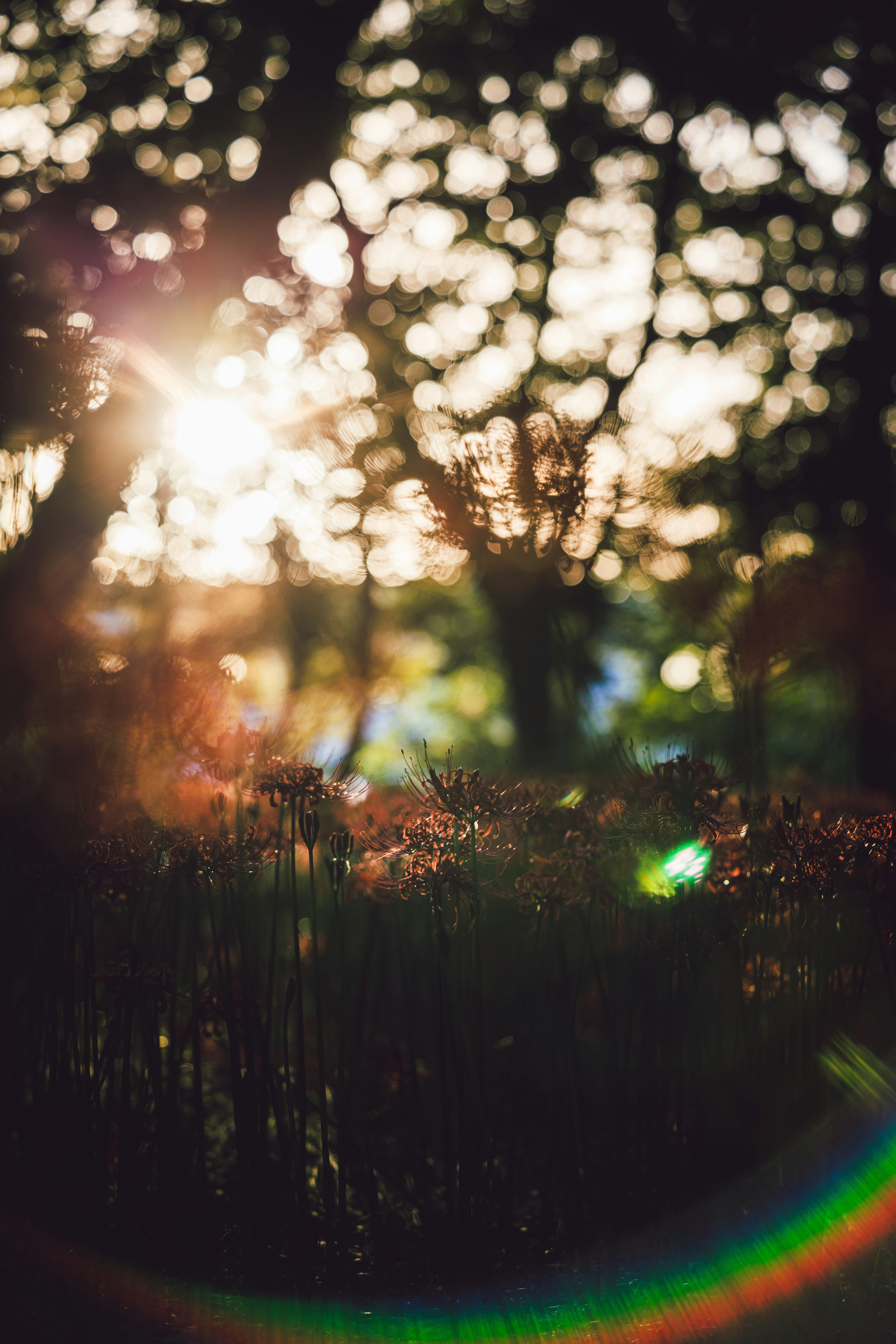 Image of sunlight streaming through trees creating a warm and natural atmosphere