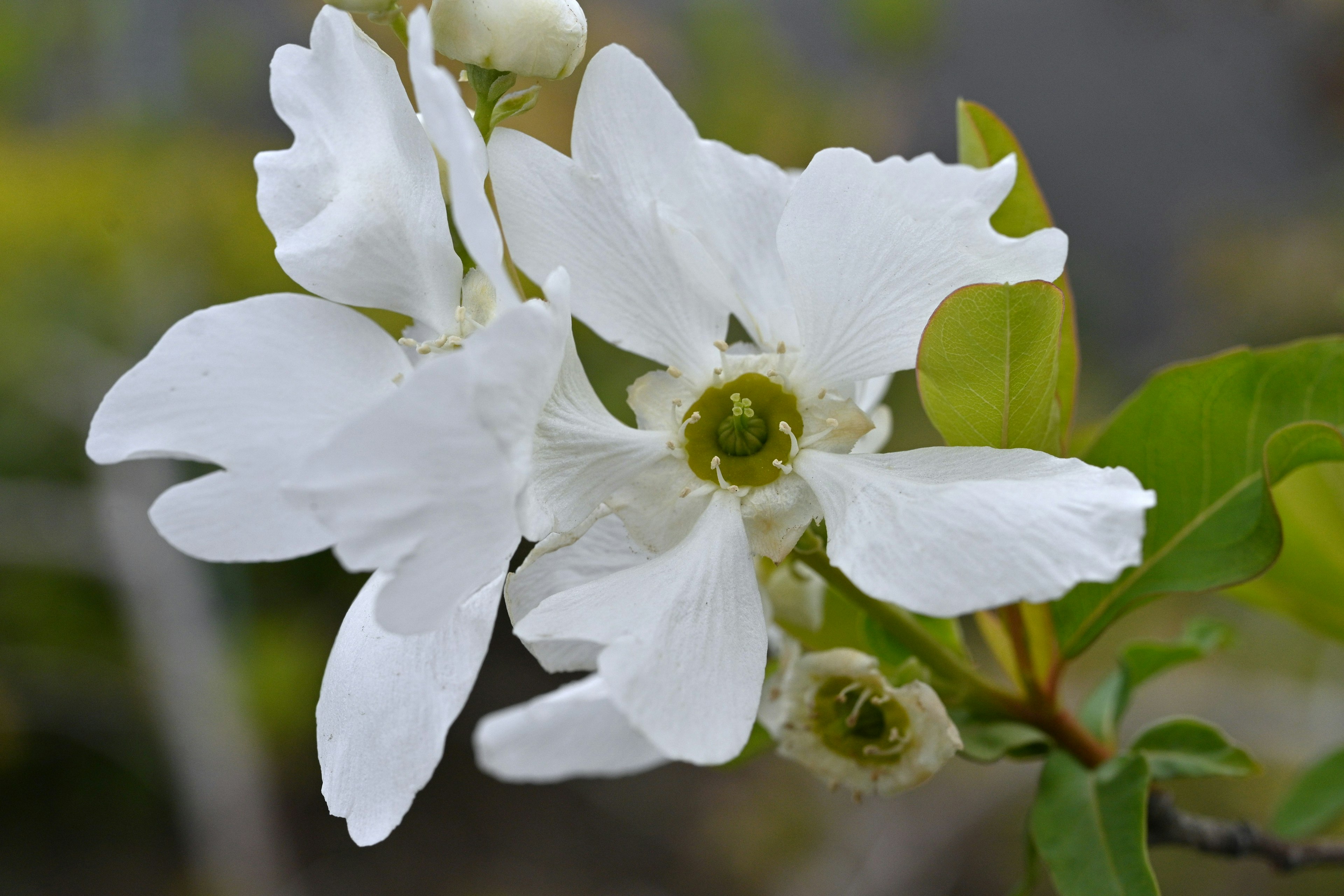 Primo piano di fiori bianchi con foglie verdi