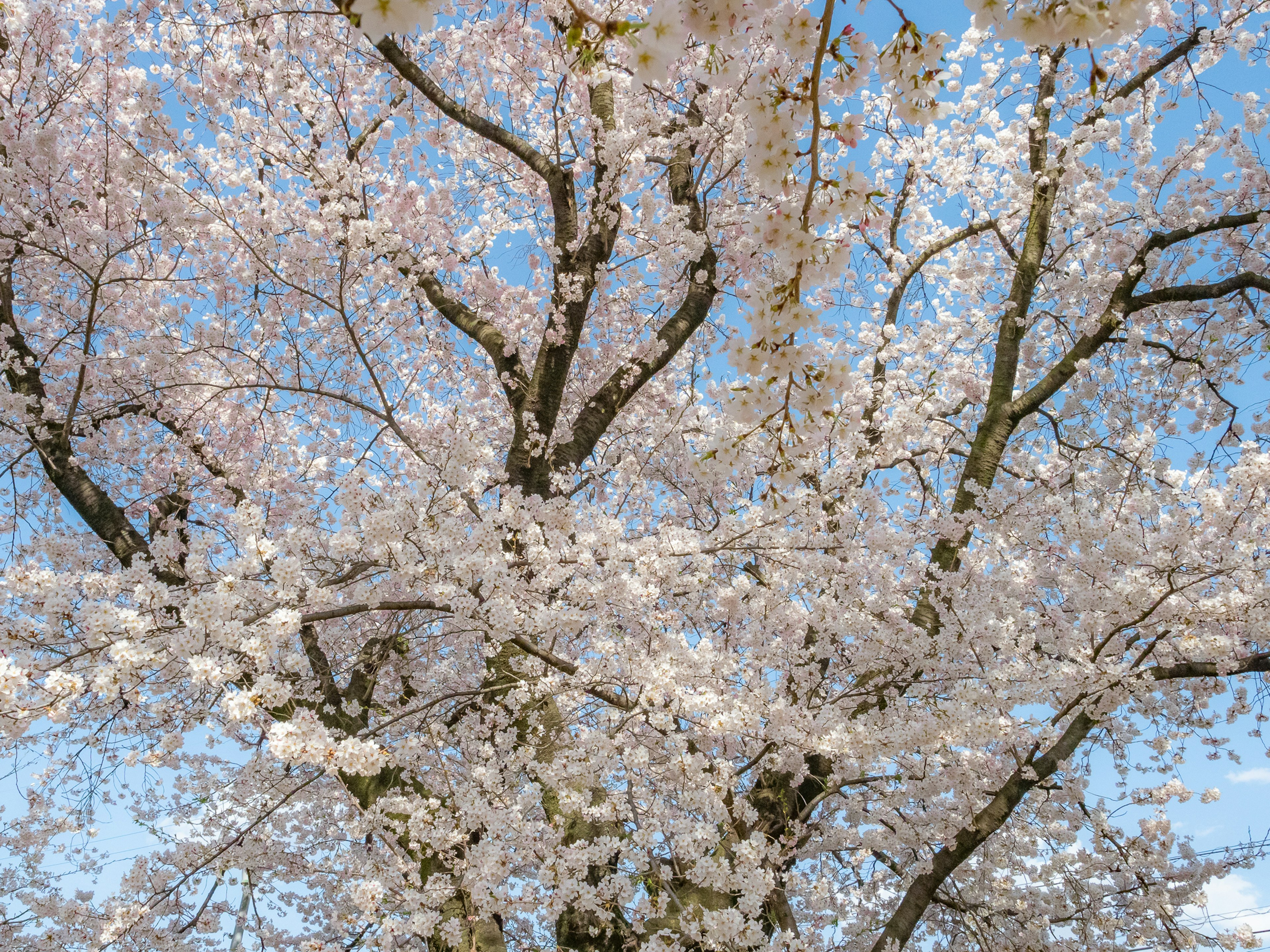 Cherry blossom tree in full bloom under a blue sky