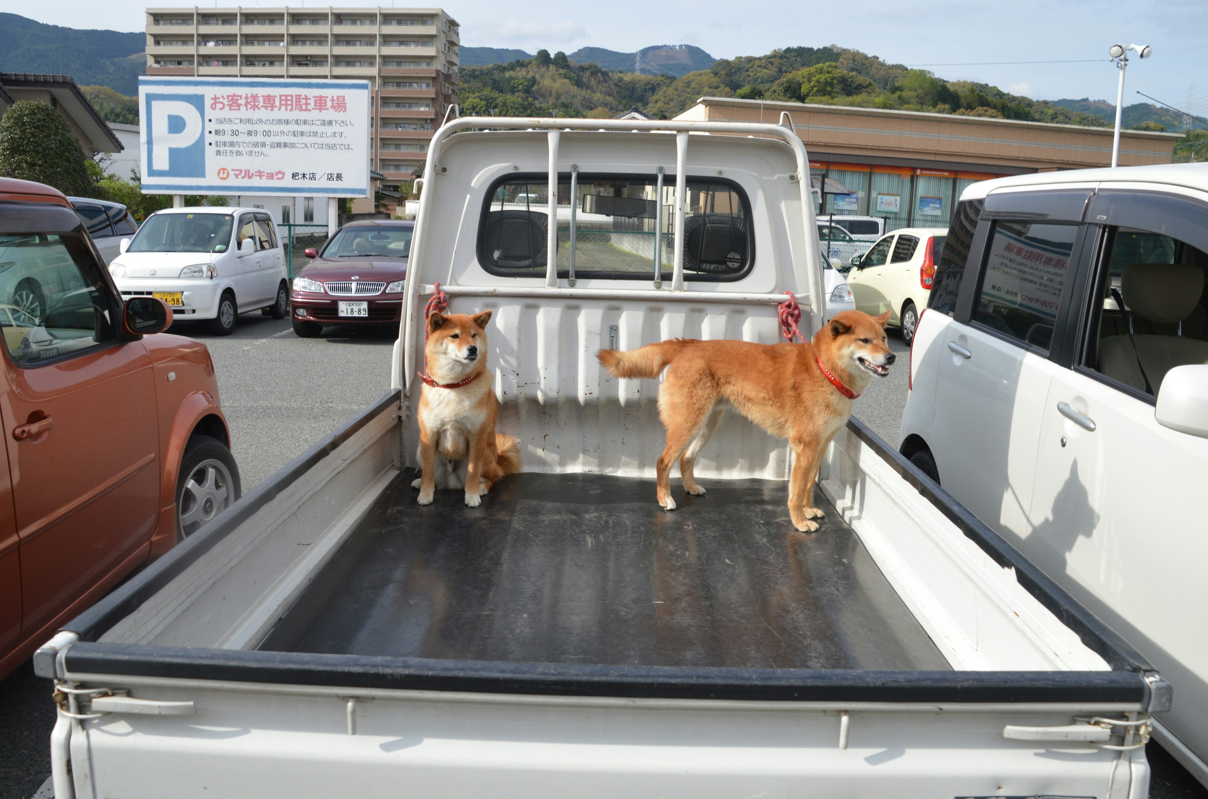 Two dogs standing in the bed of a pickup truck with surrounding vehicles