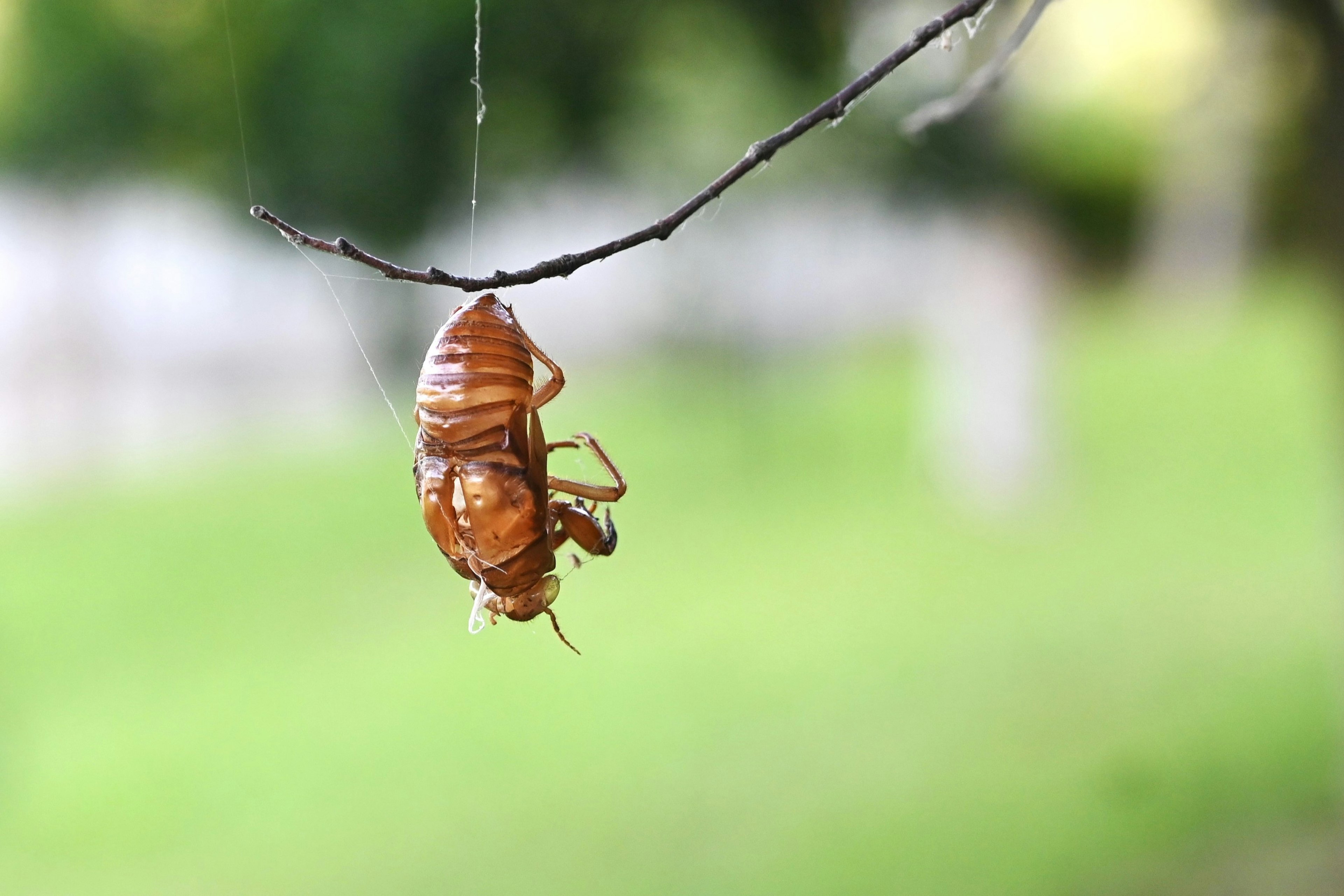 Brown cicada shell hanging from a branch