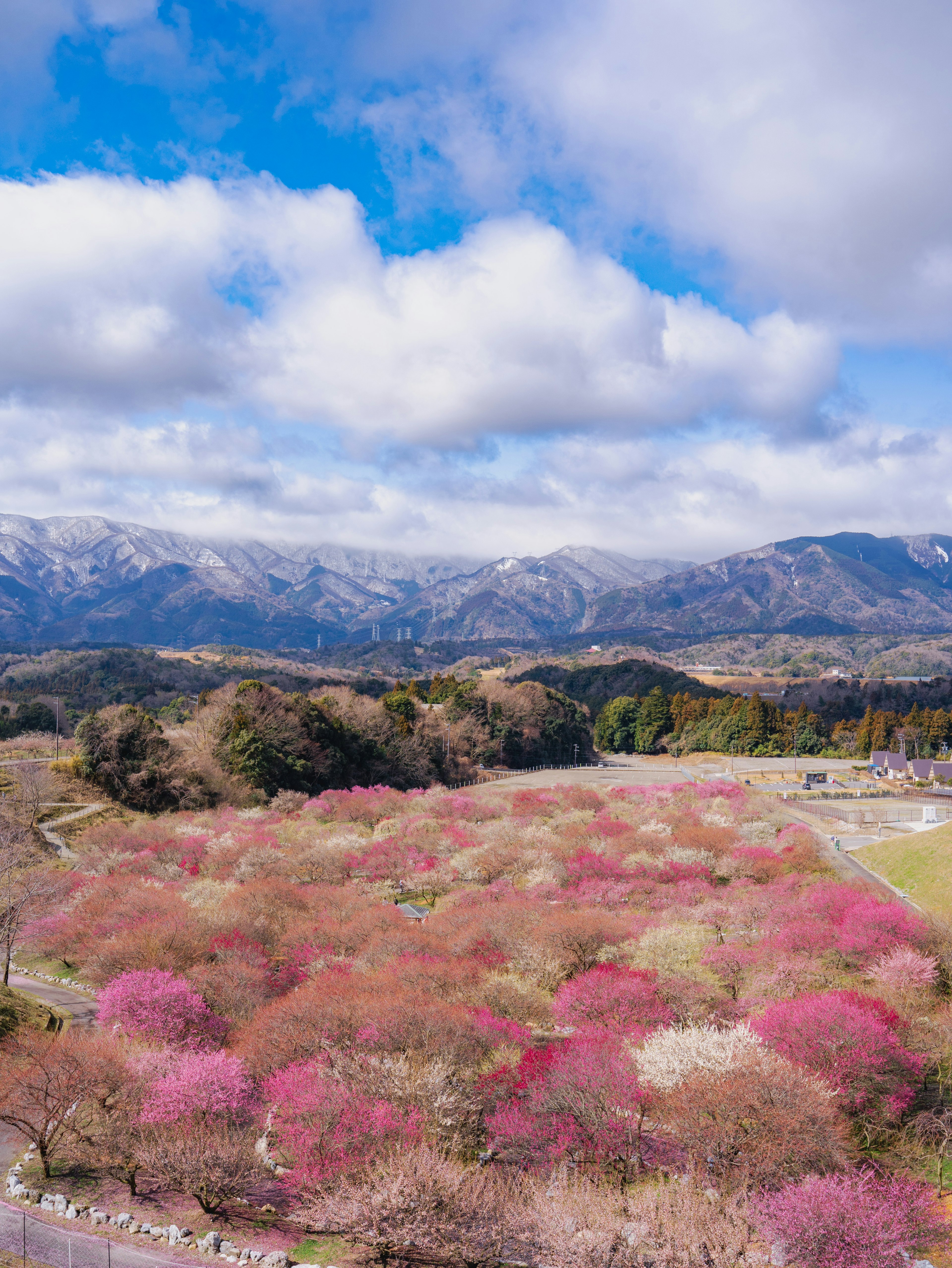 Un hermoso paisaje de flores rosas en flor con montañas de fondo