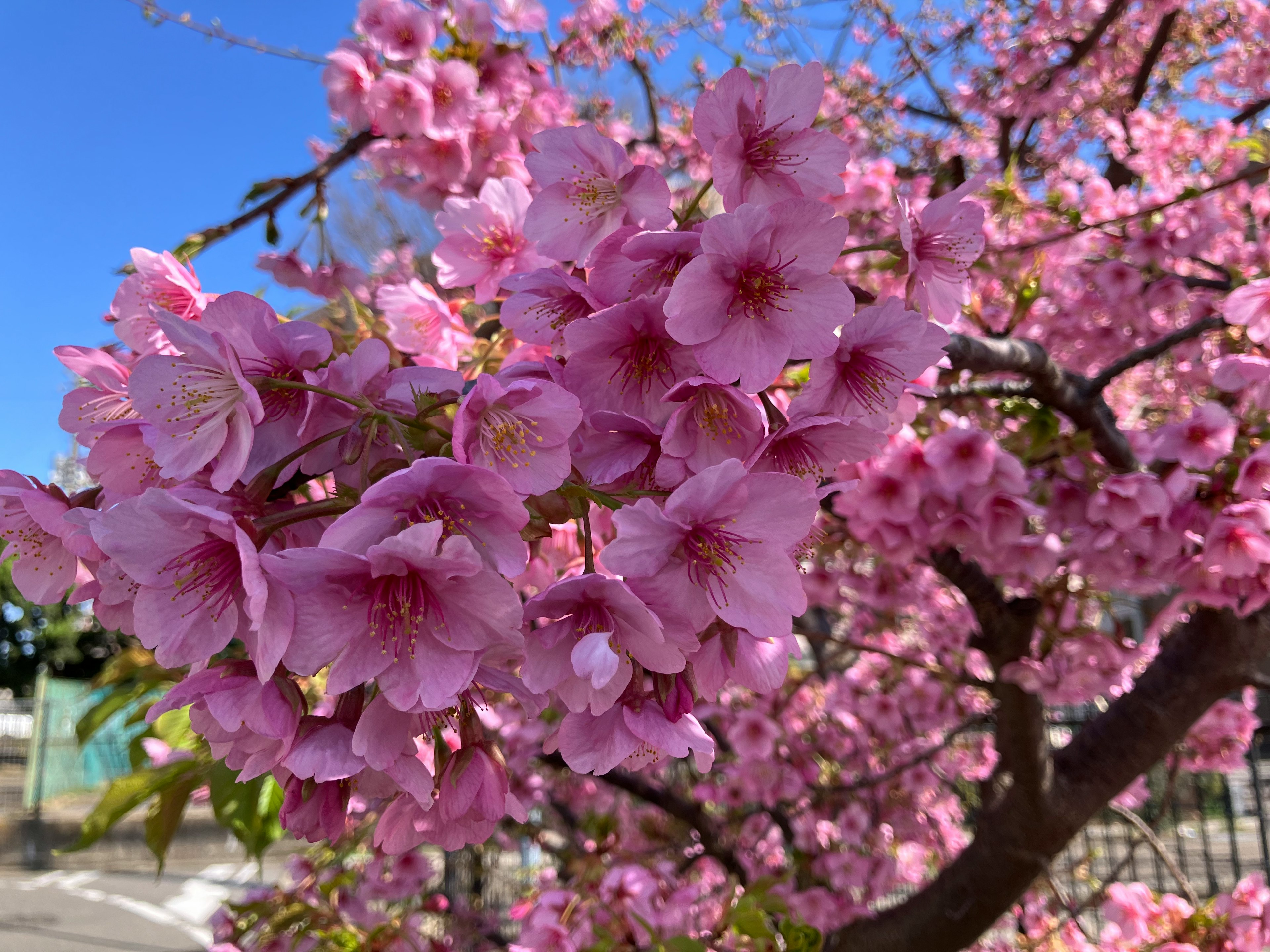 Close-up bunga sakura mekar di pohon dengan latar langit biru dan kelopak merah muda