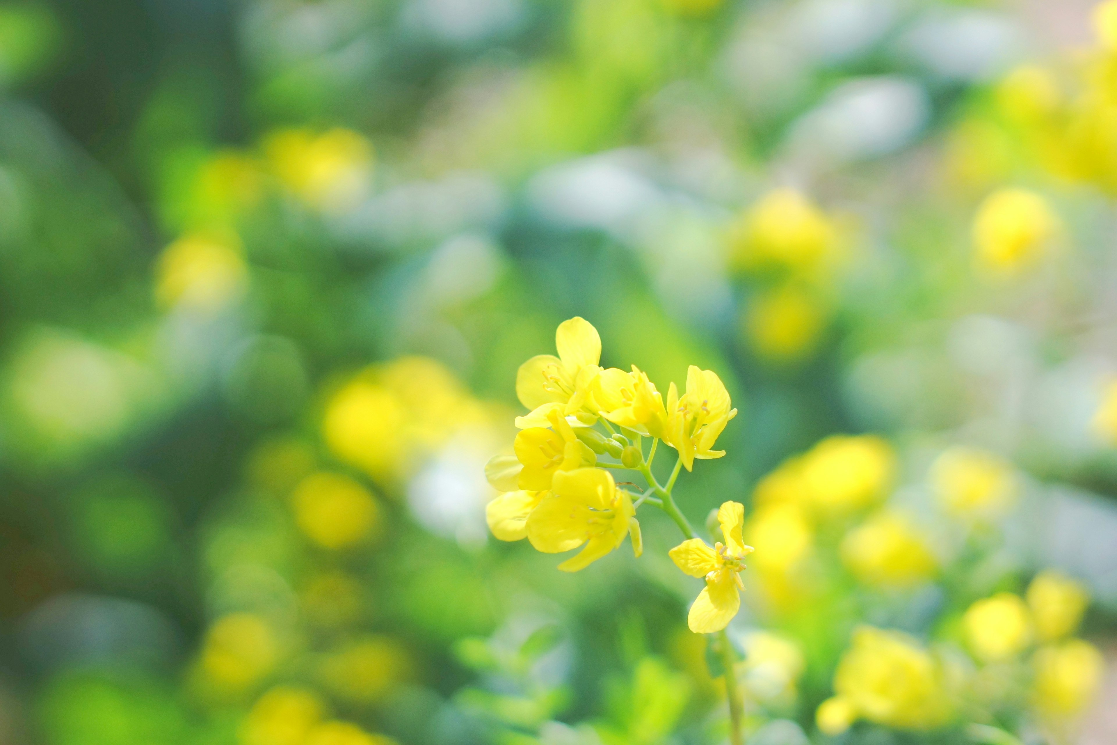 Sfondo sfocato con fiori gialli vivaci