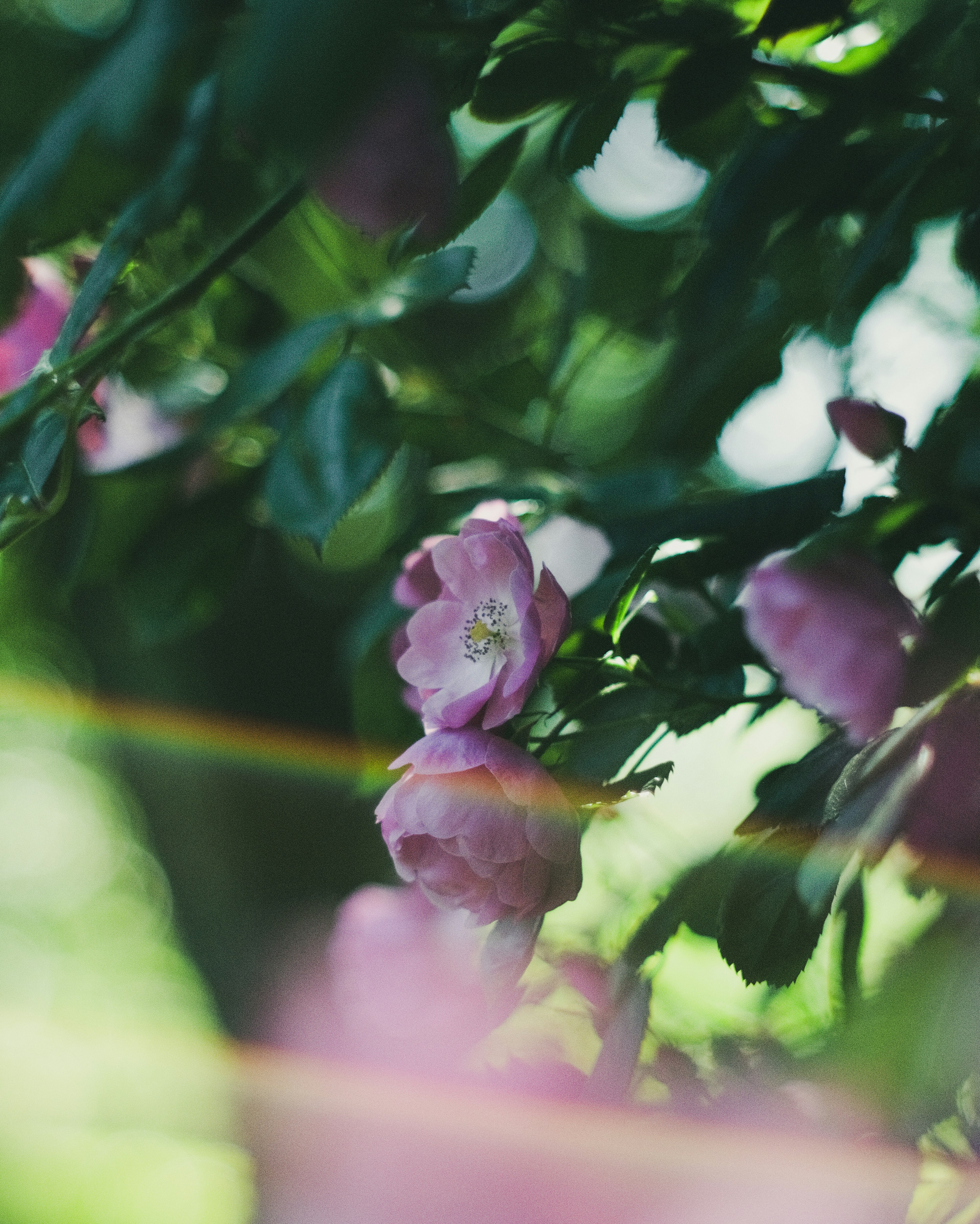 Flores rosas delicadas rodeadas de hojas verdes bajo una suave luz