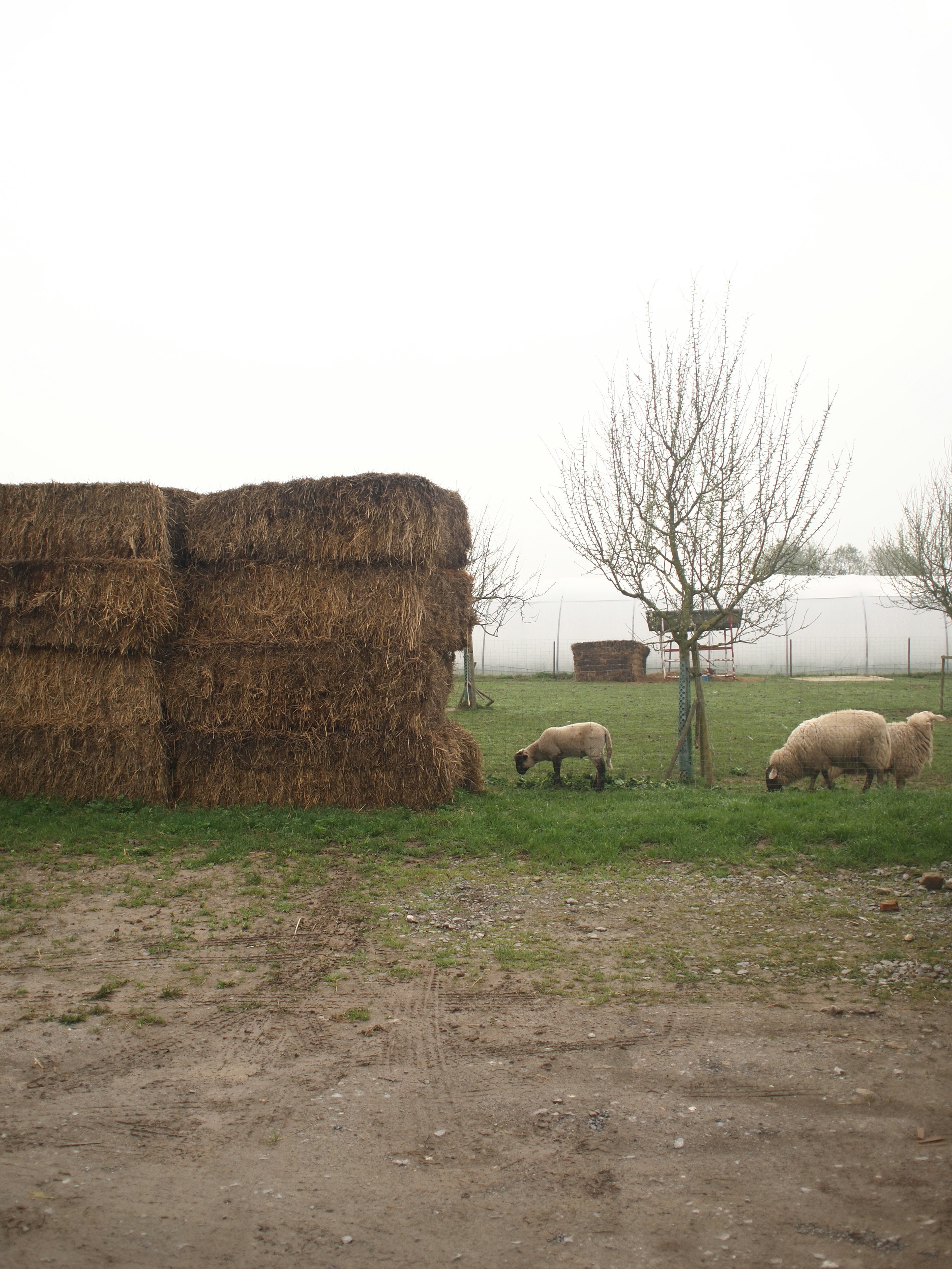 Balles de foin avec des moutons paissant dans un champ herbeux