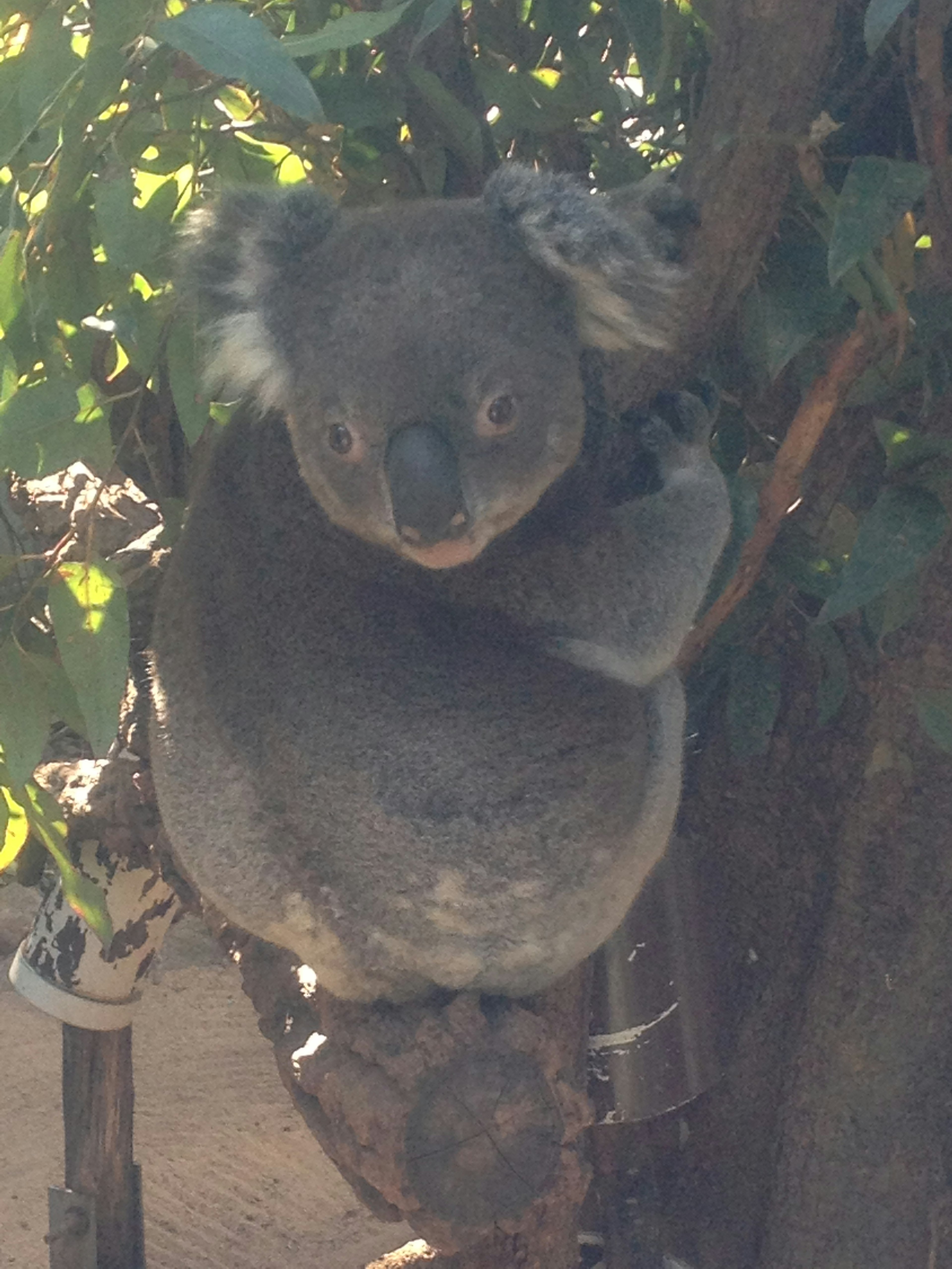 Koala, der sich an einem Eukalyptusbaum festhält