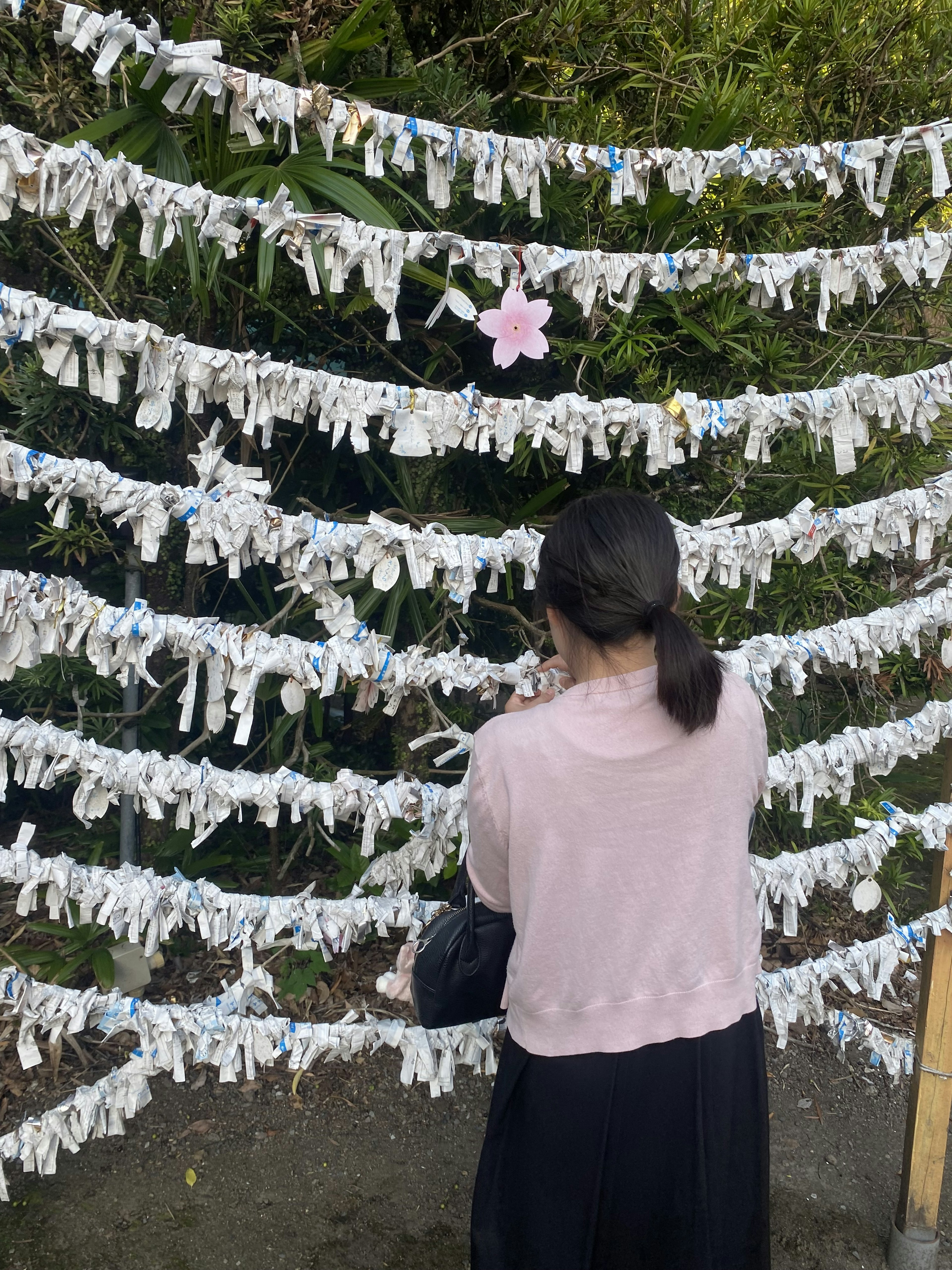 Một người phụ nữ đang nhìn những dải omikuji trắng với một bông hoa anh đào nổi bật