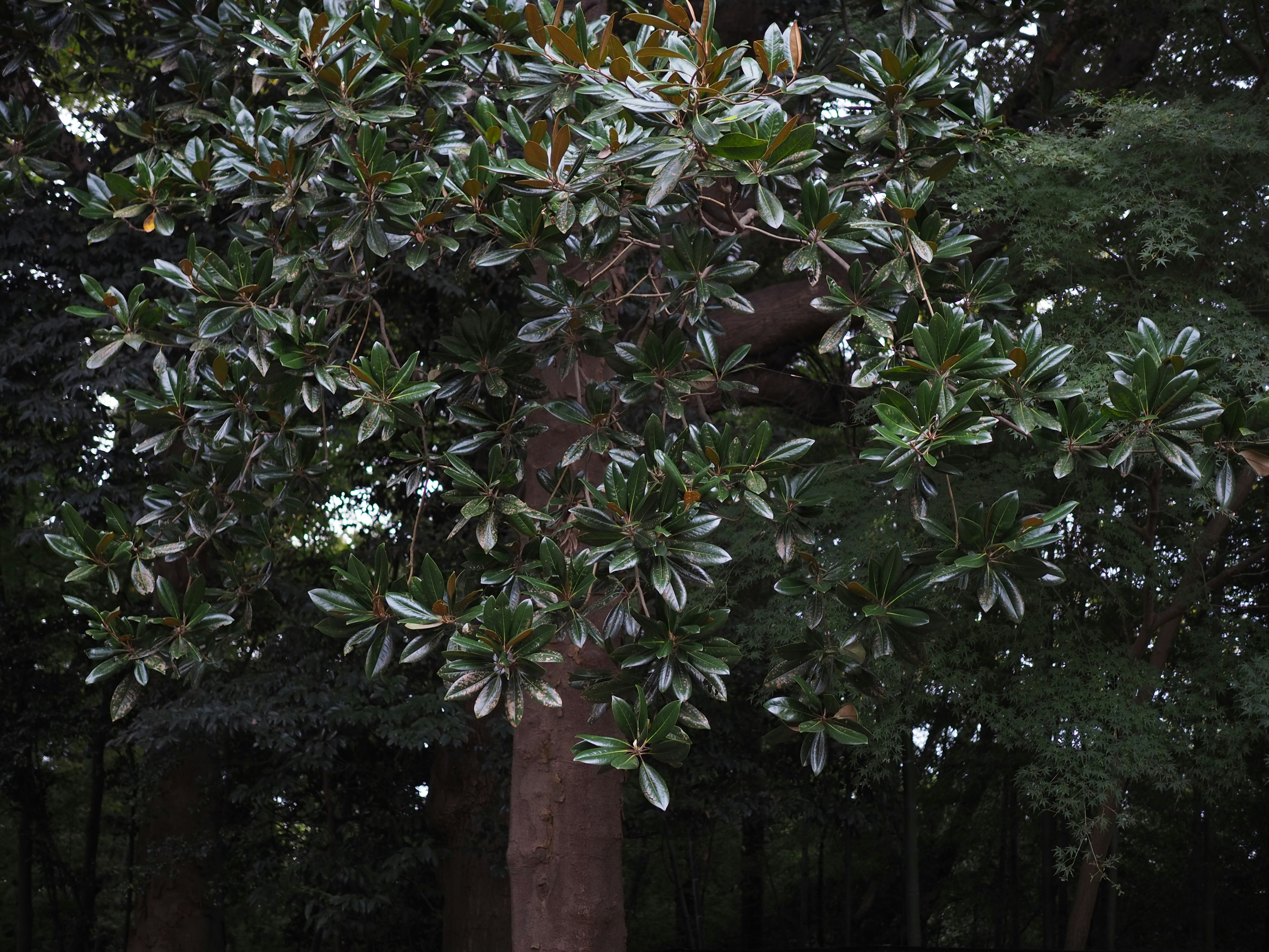 Gambar pohon besar dengan daun hijau